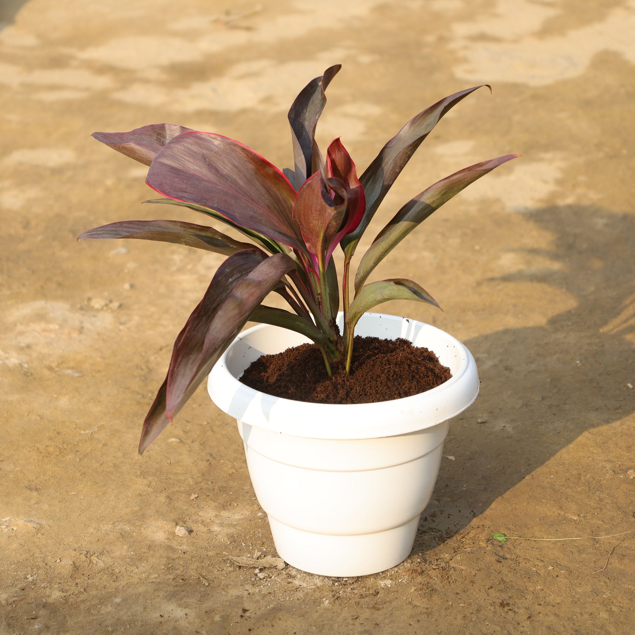Dricena Rosea in 8 Inch white classy Plastic Pot