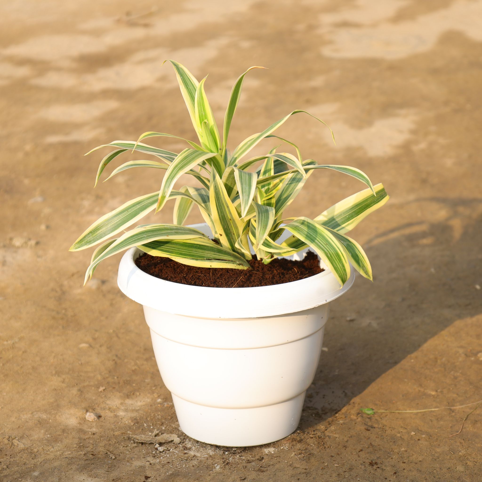 Song Of India in 8 Inch White Classy Plastic Pot