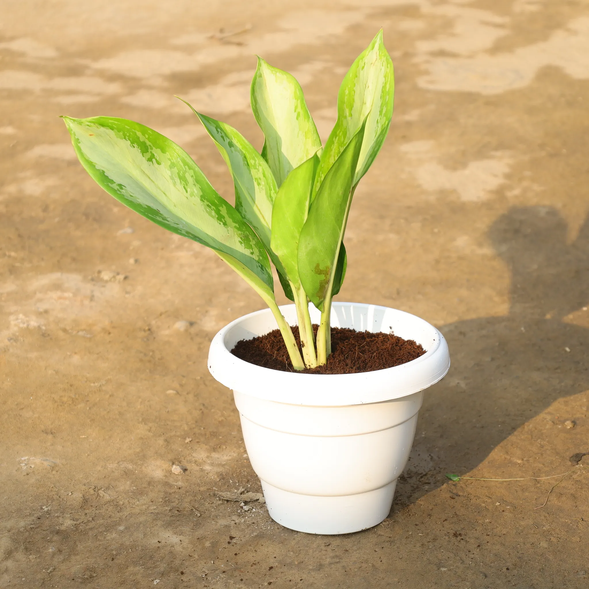 Aglonima in 8” white classy Plastic Pot