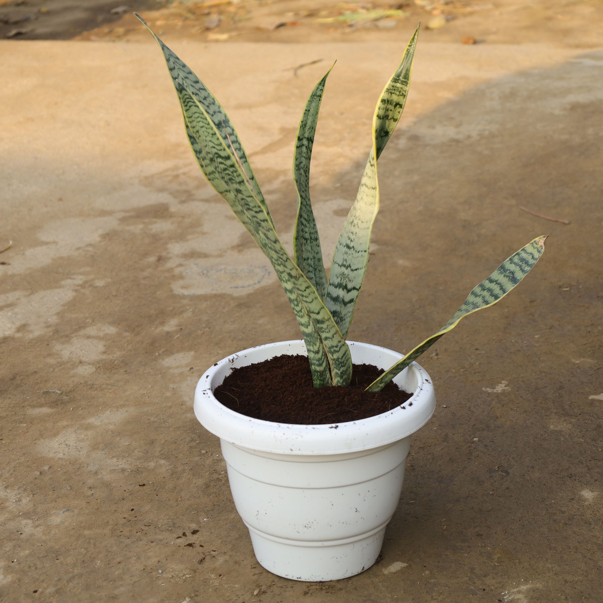Air Purifier Snake Green in 8 Inch White Classy Plastic Pot