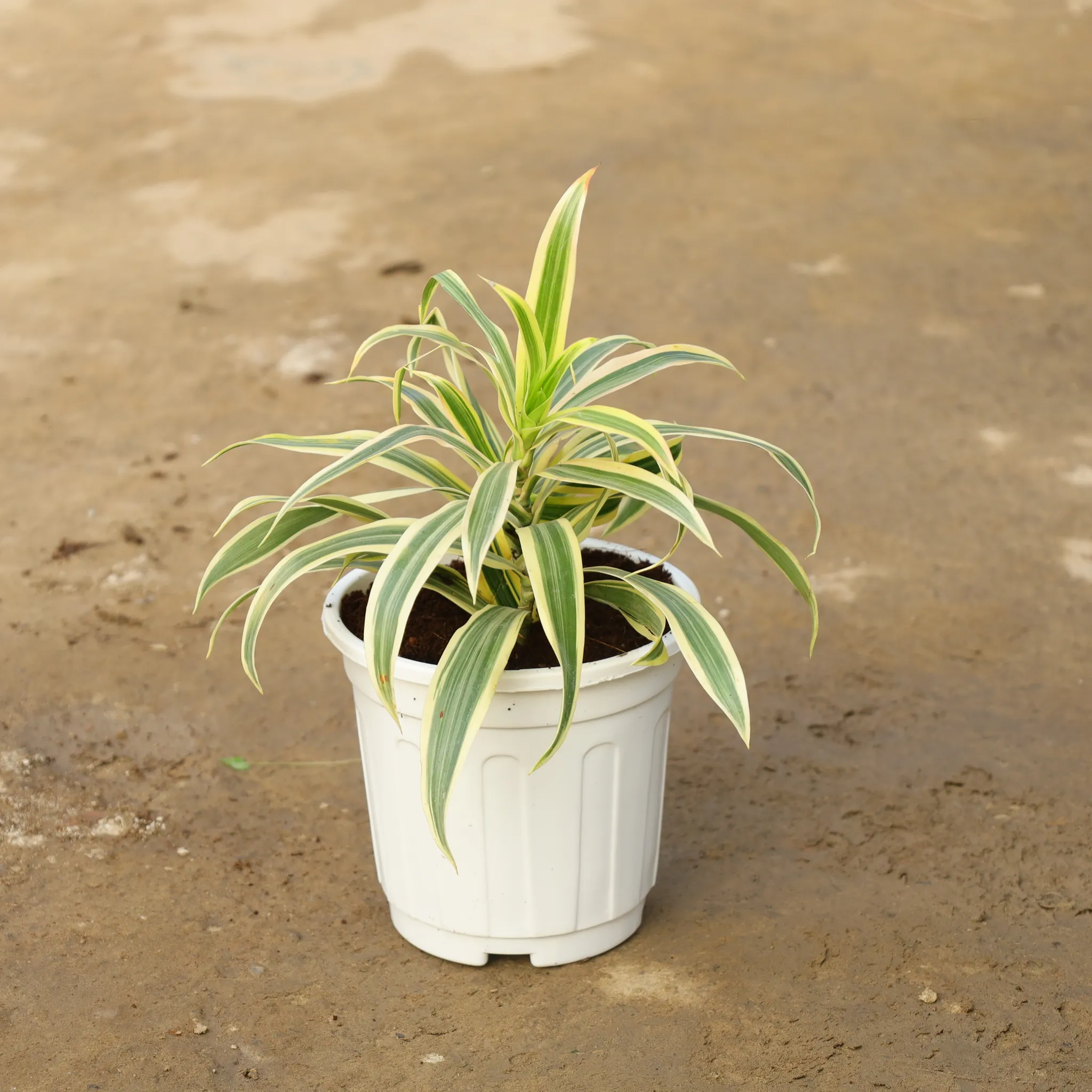 Dracaena Messenger / Song of India in 6 Inch White Super Nursery Pot