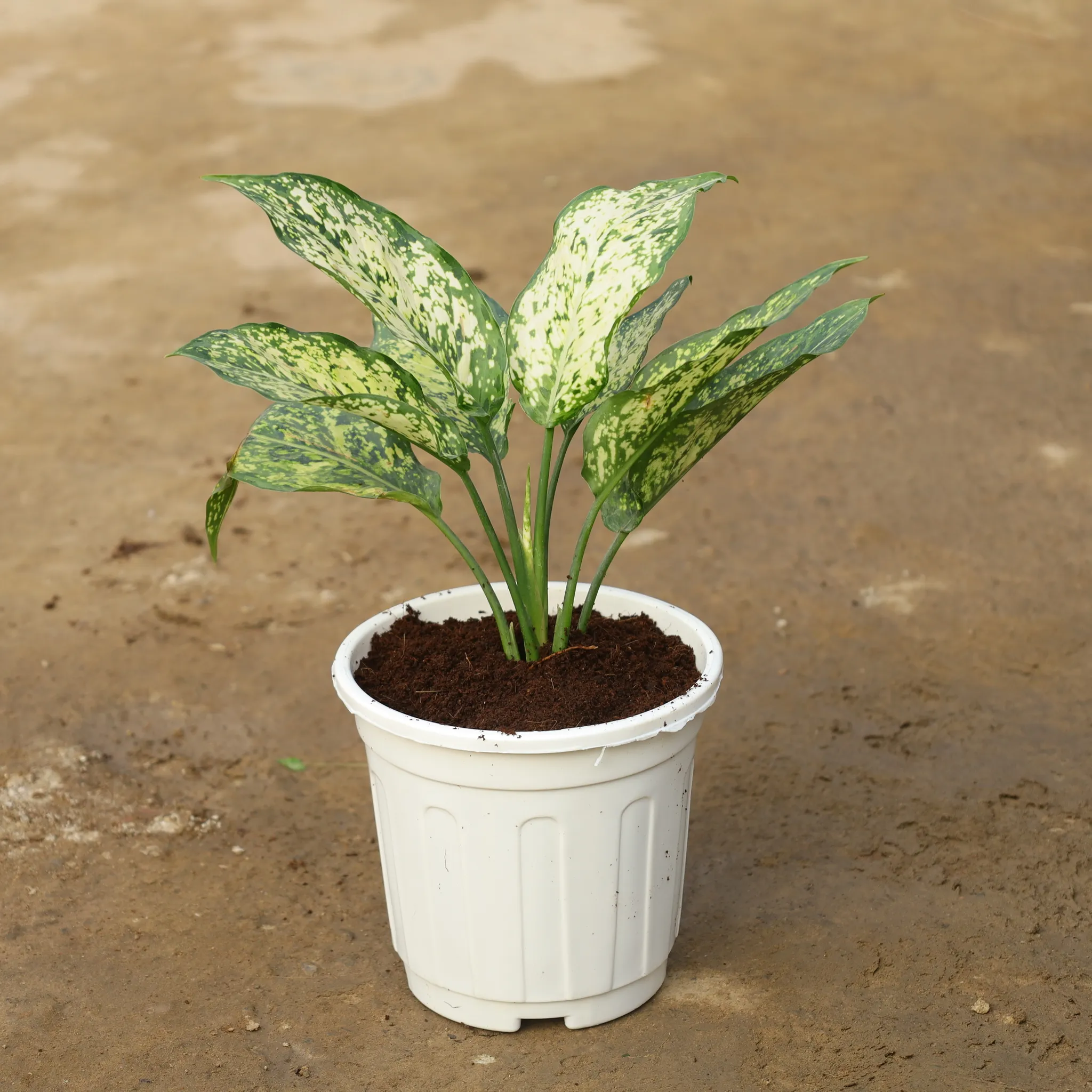 Aglonema Snow White in 6 Inch Super Nursery Pot
