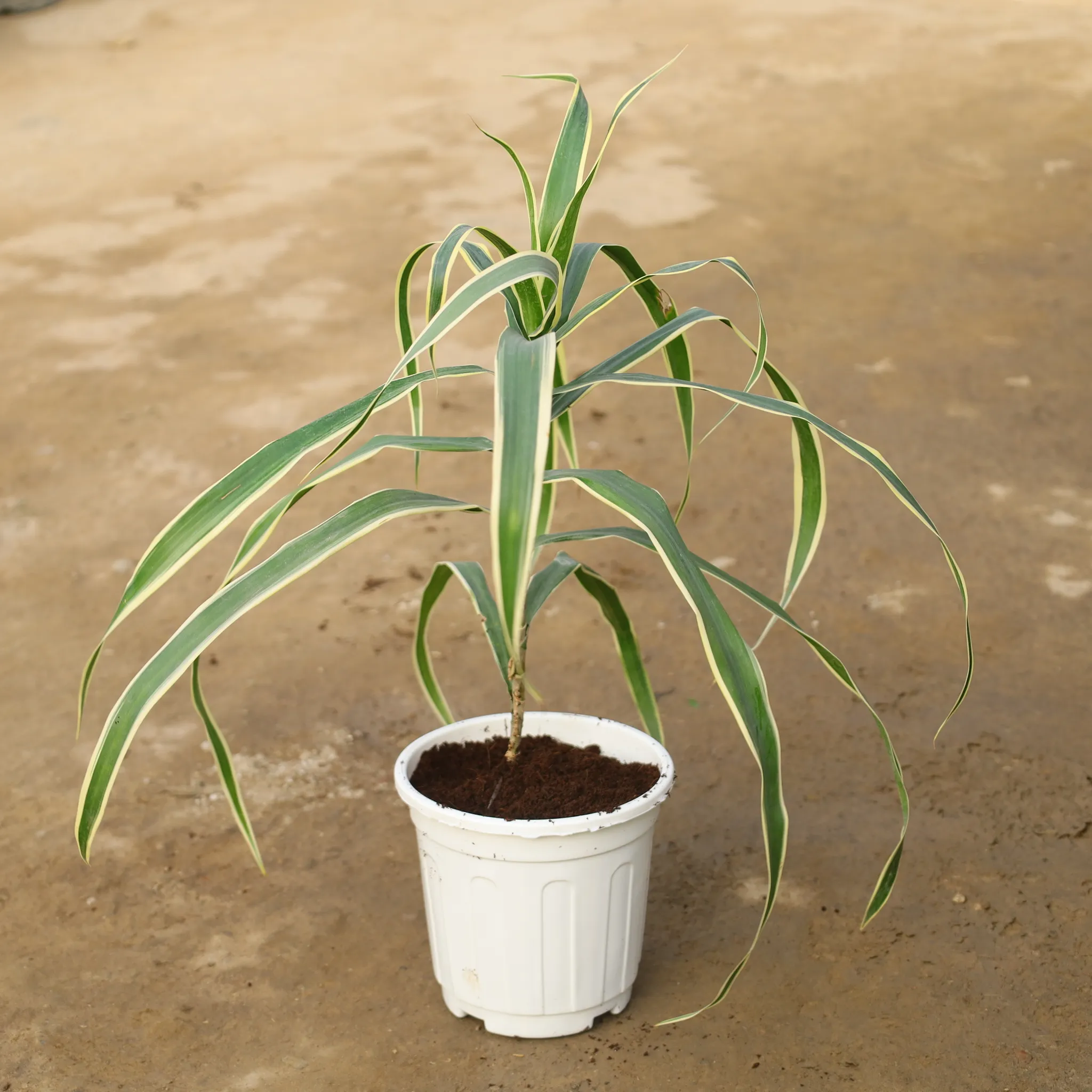 Dracaena Jamaica in 6 Inch Super Nursery Pot
