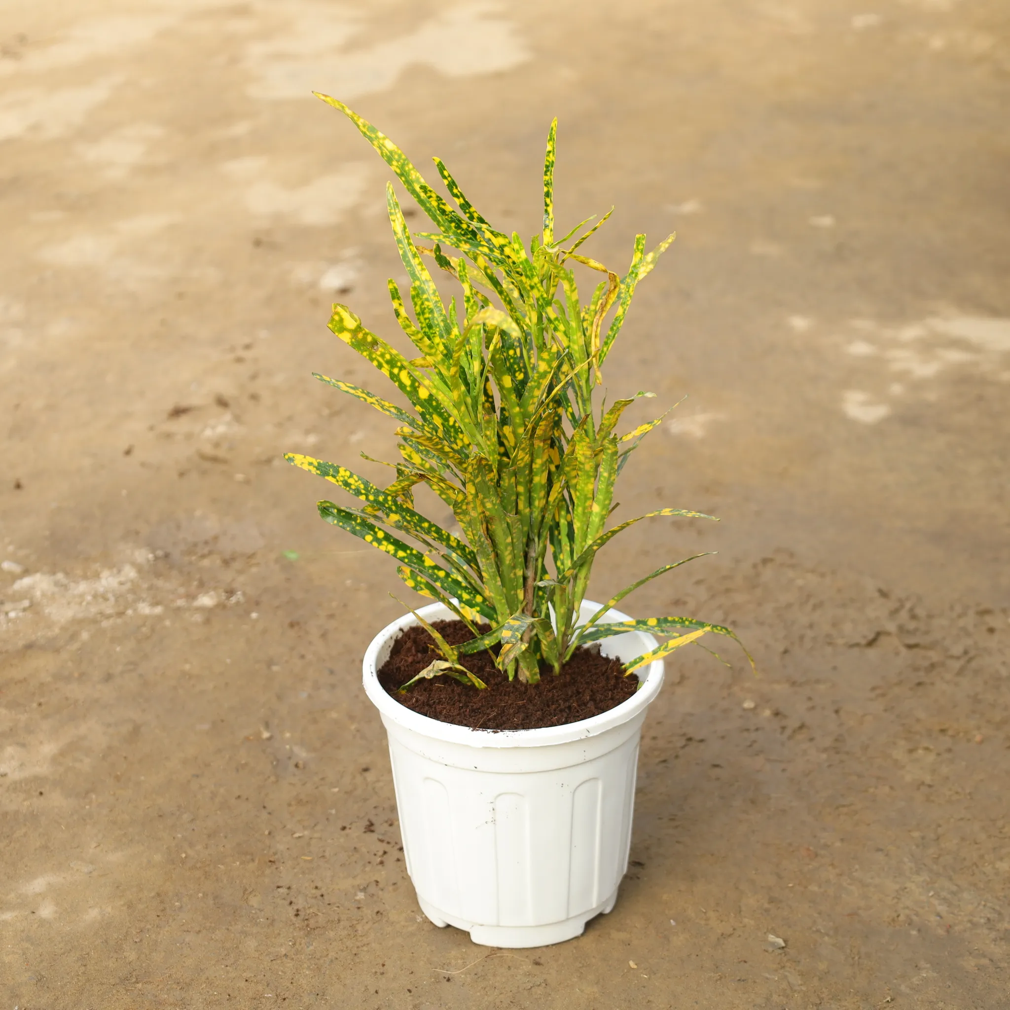Chironji Croton in 6 Inch Nursery Pot
