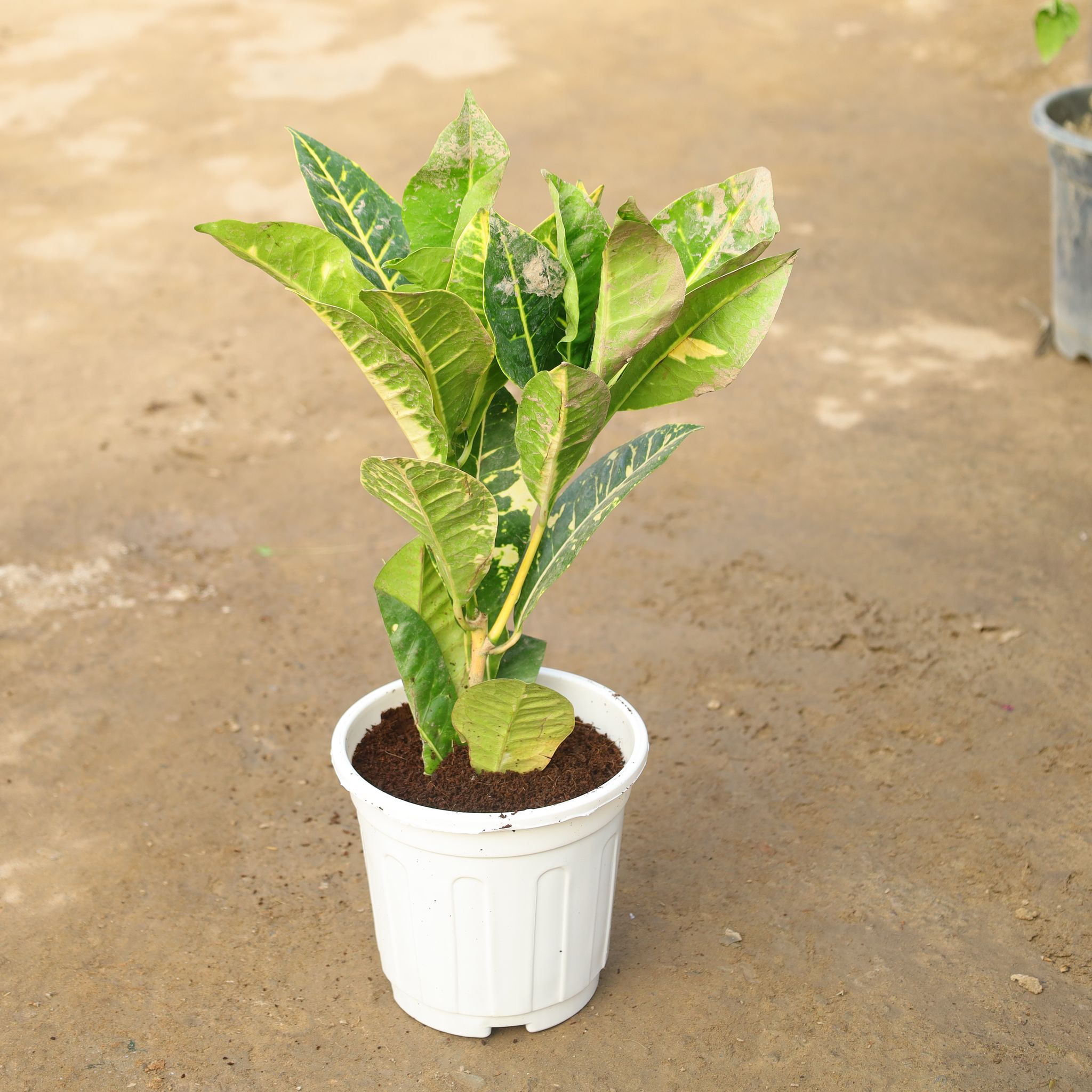 Croton Petra in 6 Inch Super Nursery Pot