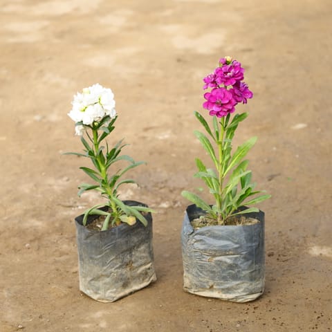 Set Of 2- Stock (Any Colour) in 4 Inch Nursery Bag