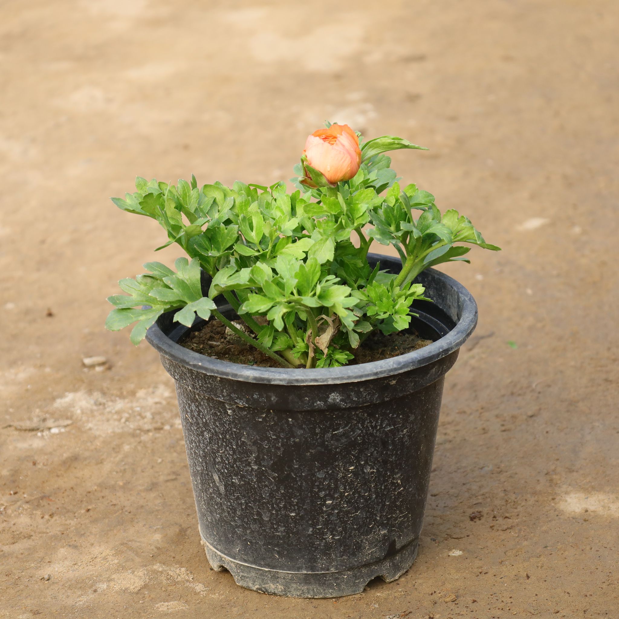 Ranunculus/ Buttercup (Any Colour) in 8 Inch Nursery Pot