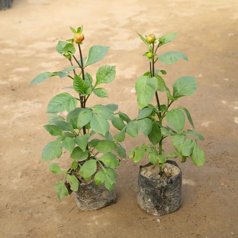 Set Of 2 - Dahlia (Any Colour) in 4 Inch Nursery Bag