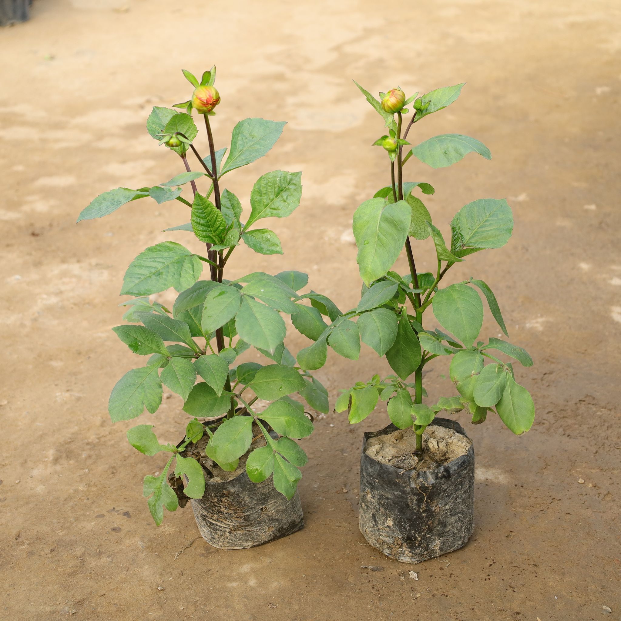 Set Of 2 - Dahlia (Any Colour) in 4 Inch Nursery Bag