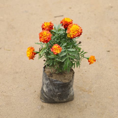 Marigold Jafri in 4 Inch Nursery Bag