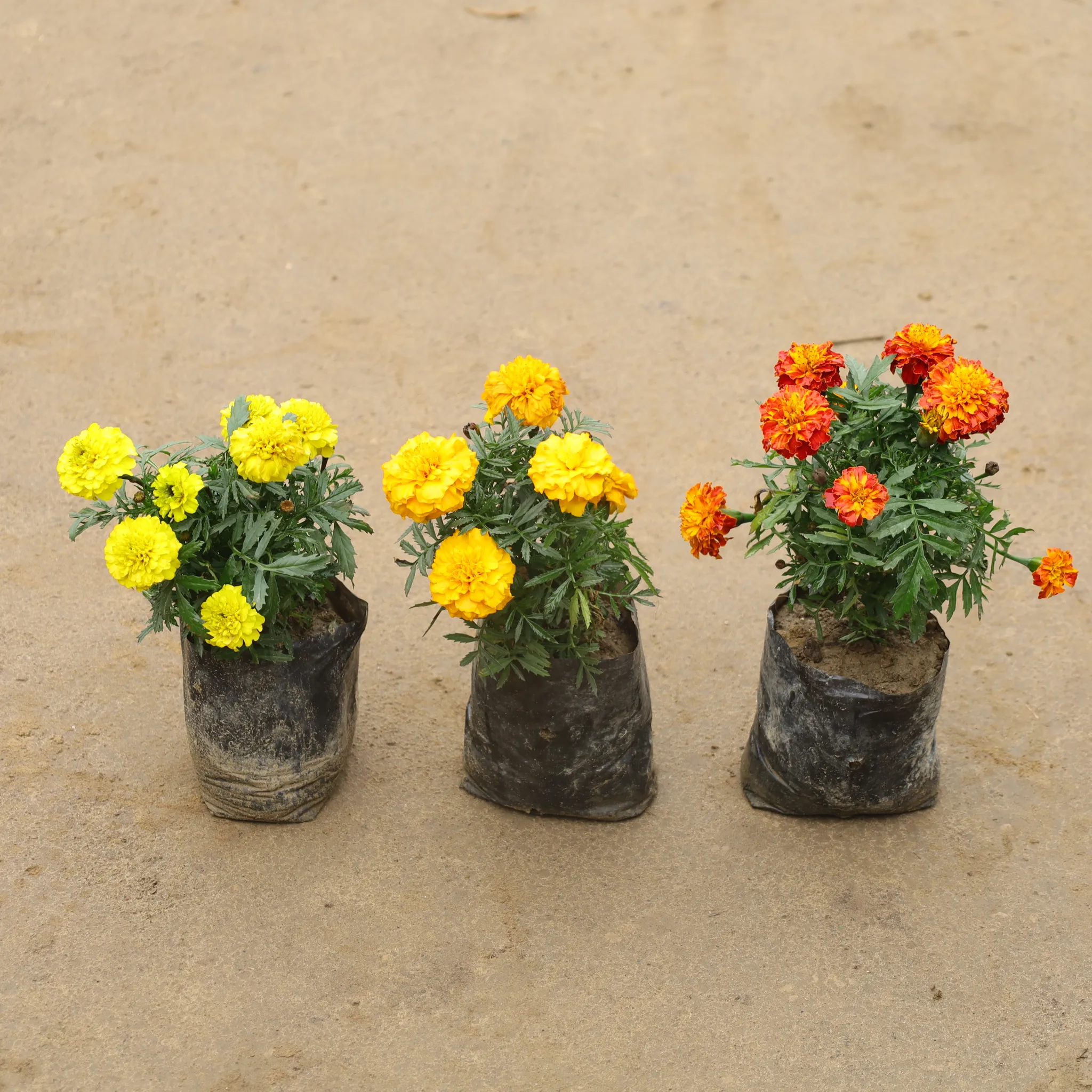 Set Of 3 - Marigold Jafri in 4 Inch Nursery Bag