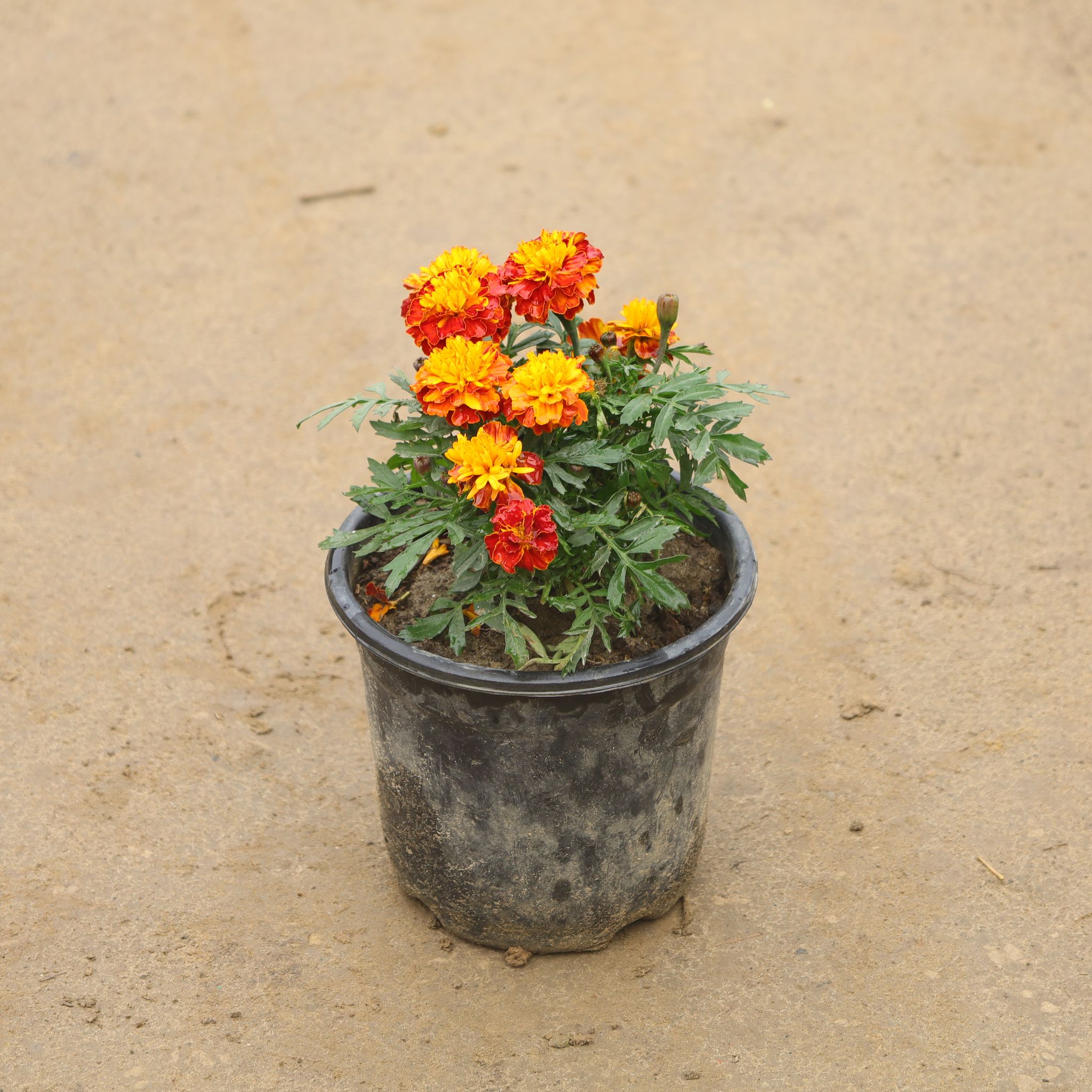 Marigold Jafri in 6 Inch Nursery Pot