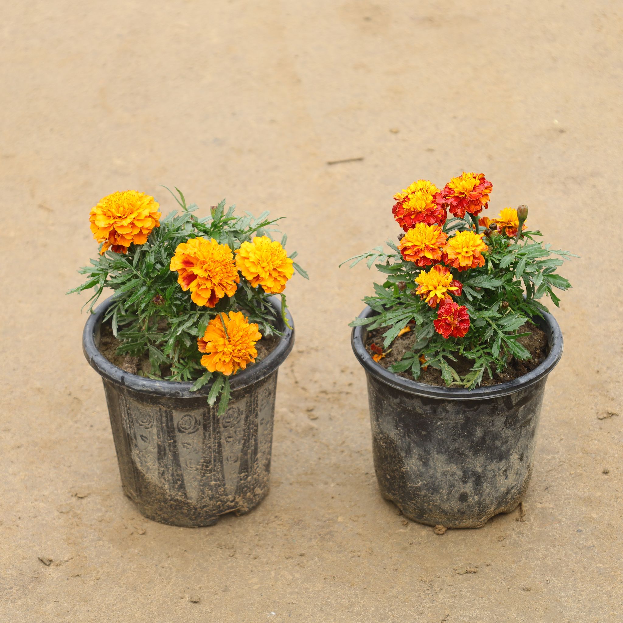 Set Of 2 - Marigold Jafri in 6 Inch Nursery Pot