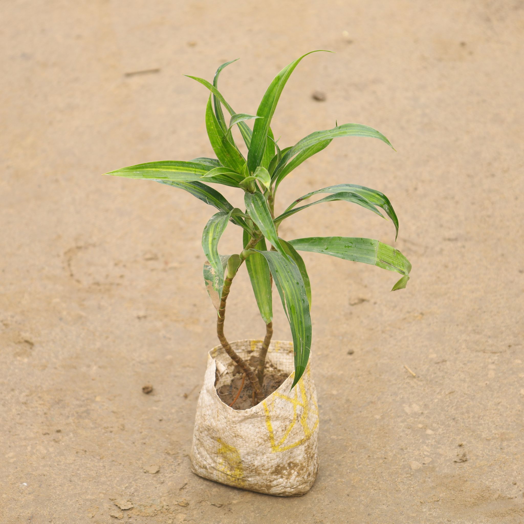 Dracaena Messenger Green in 4 Inch Nursery Bag
