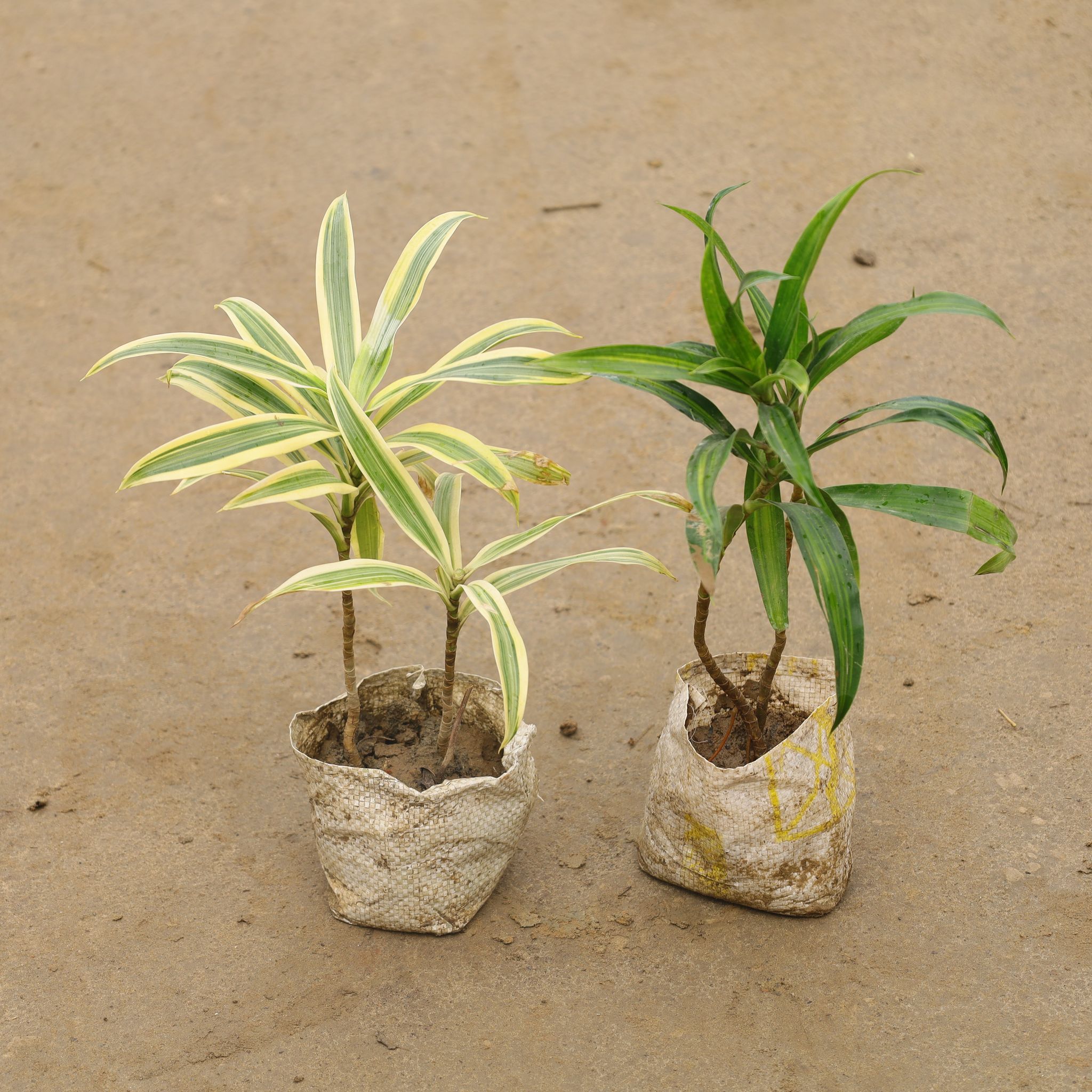 Set Of 2 - Song Of India / Dracaena Messenger Green in 4 Inch Nursery Bag