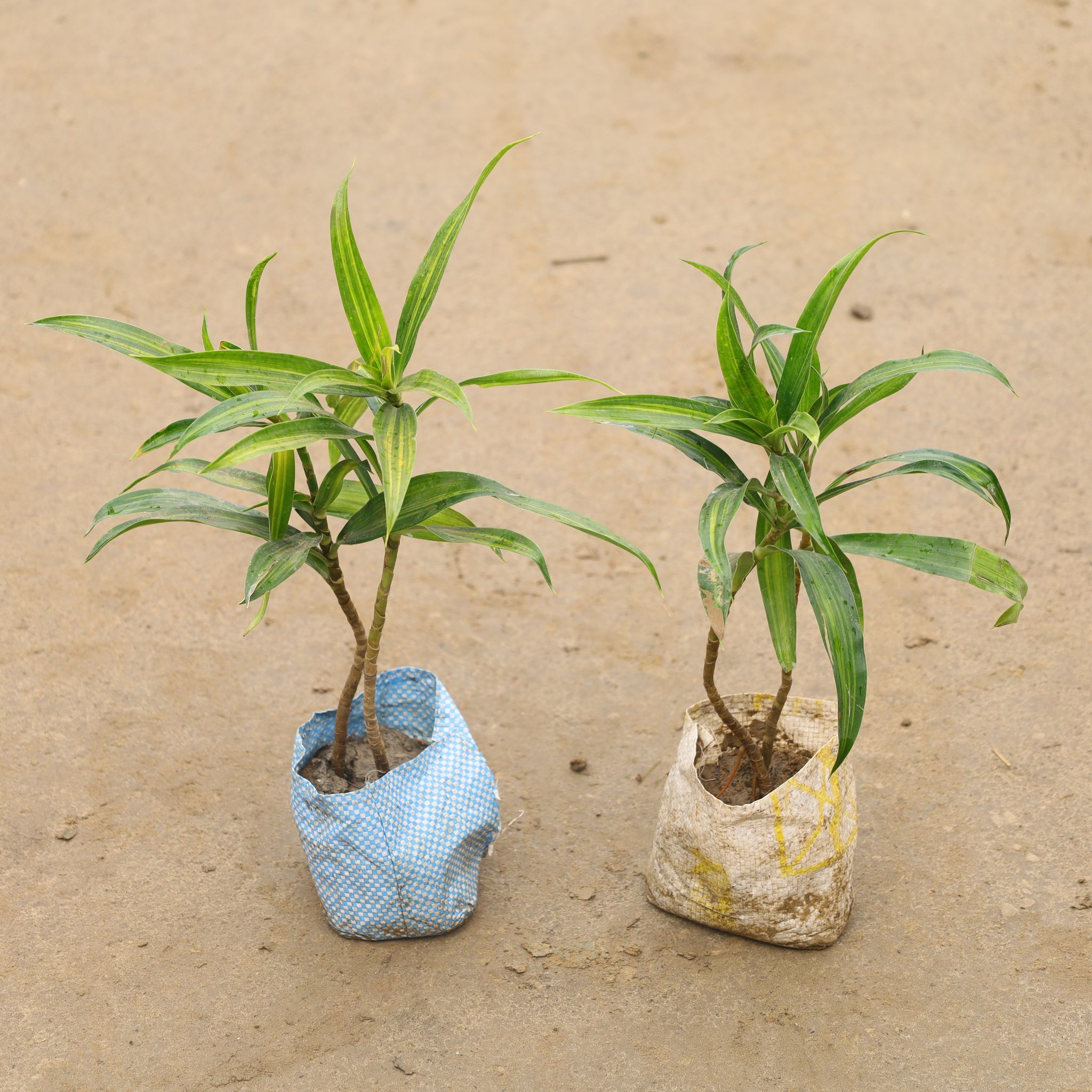 Set Of 2 - Dracaena Messenger Green in 4 Inch Nursery Bag