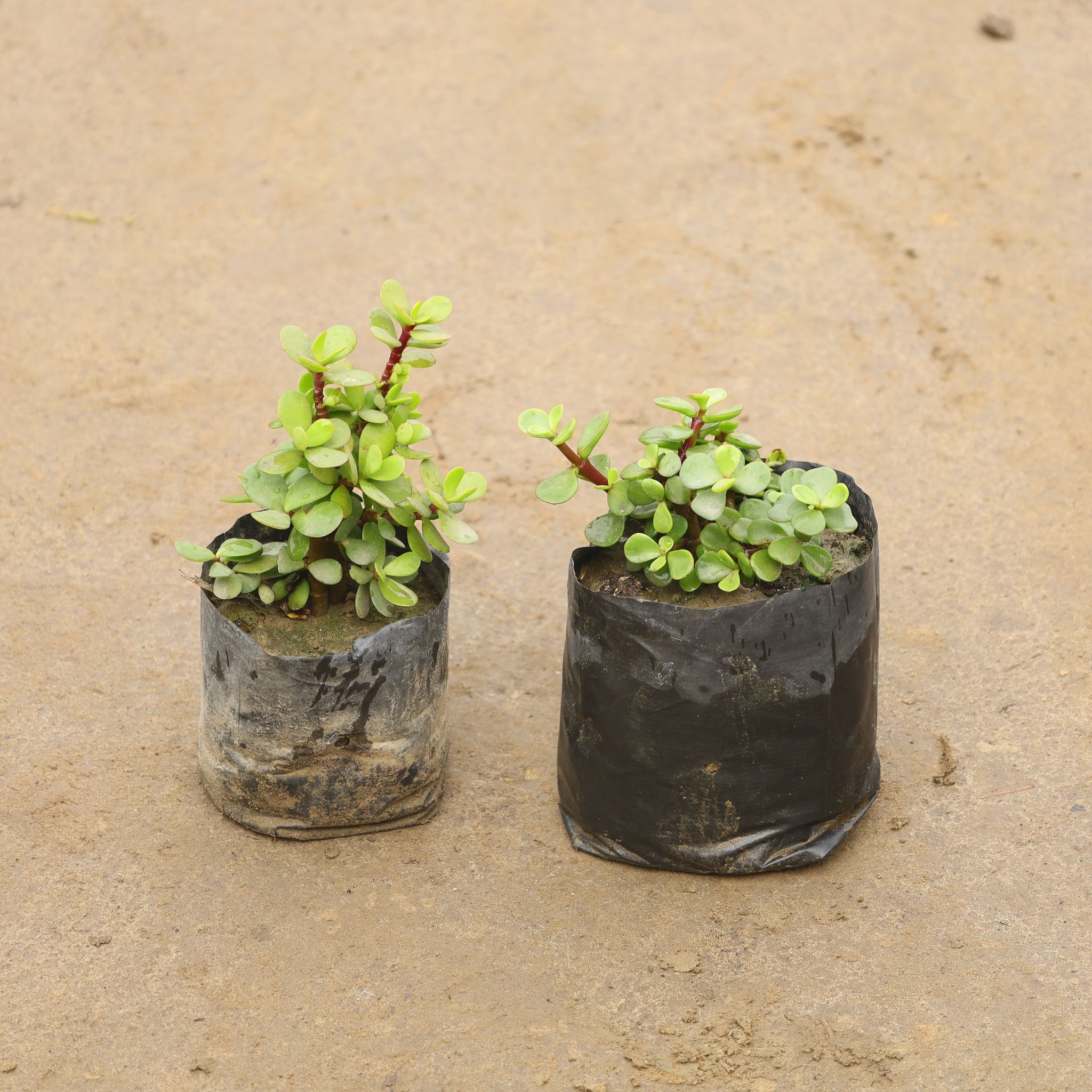 Set Of 2 - Lucky Jade in 4 Inch Nursery Bag