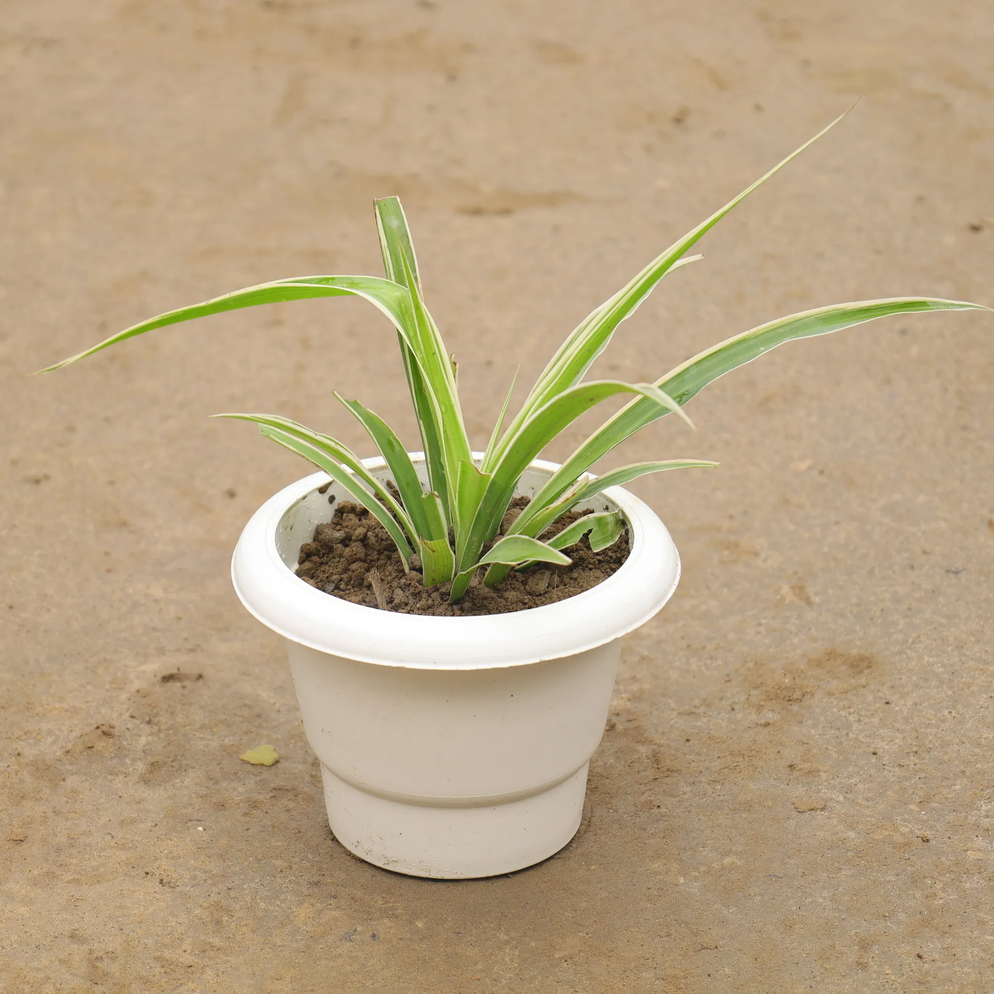 Spider Plant in 6 Inch White Classy Plastic Pot