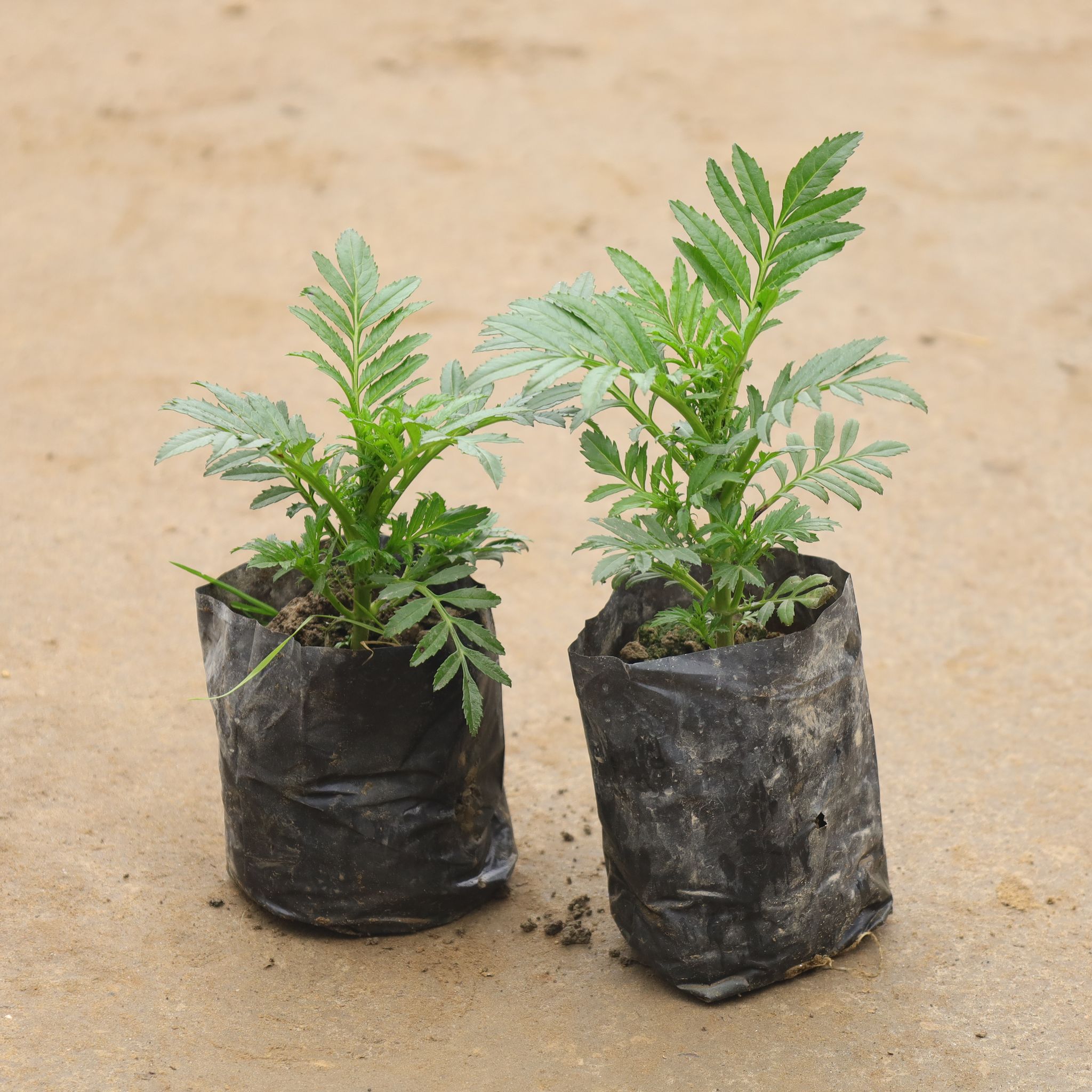 Set Of 2 -Marigold / Genda (Any Colour) in 4 Inch Nursery Bag