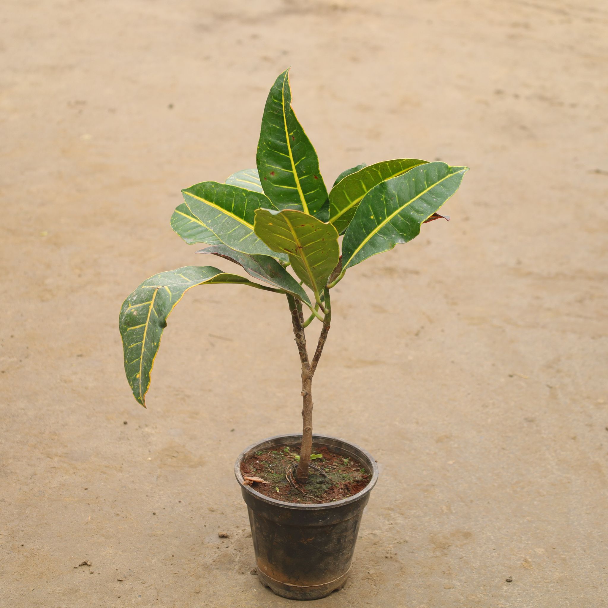 Croton Petra in 6 Inch Nursery Bag