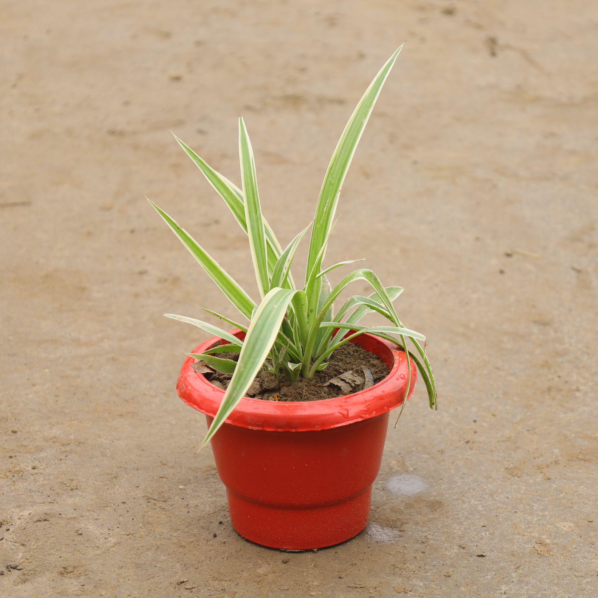 Spider Plant in 6 Inch Red Classy Plastic Pot