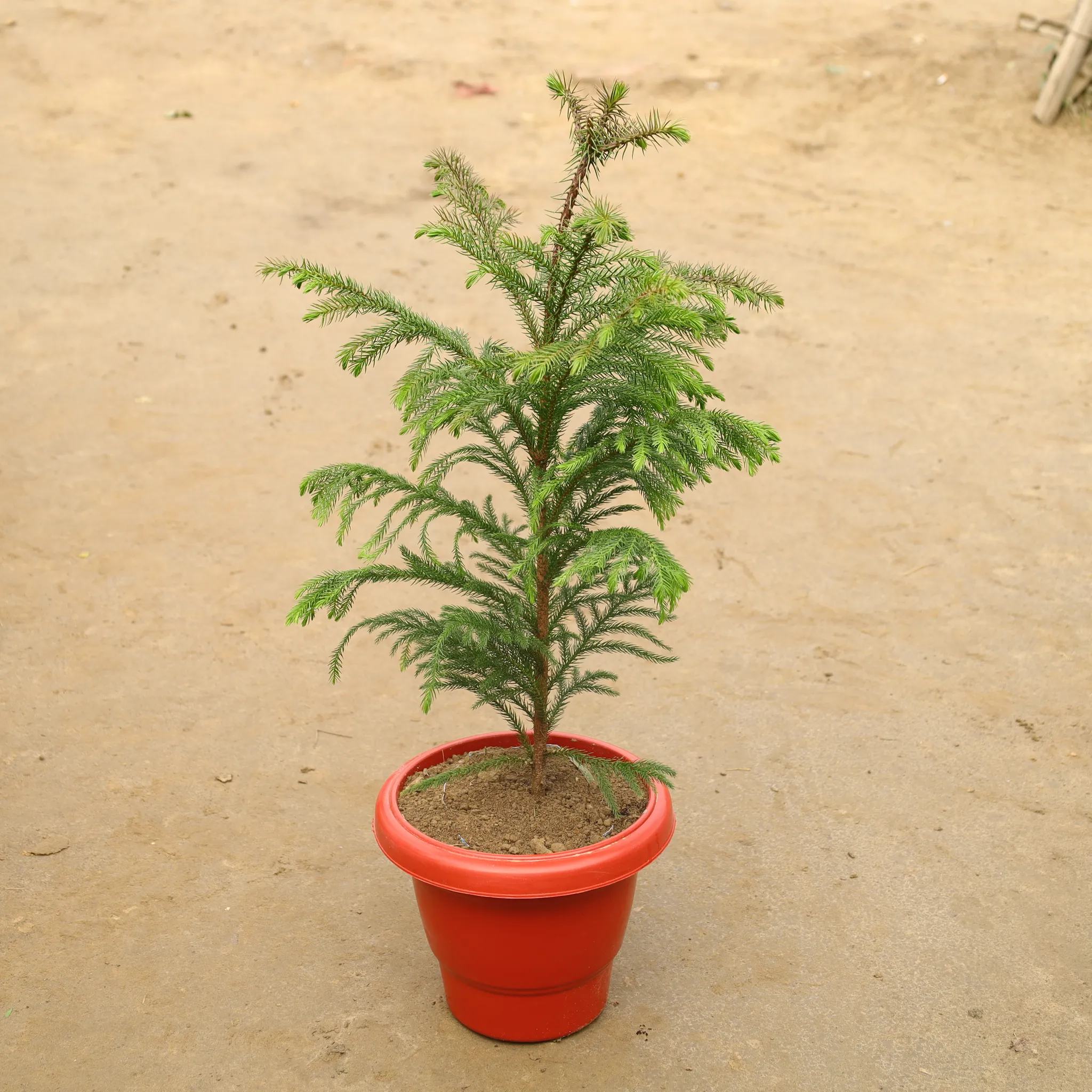 Araucaria / Christmas Tree in 10 Inch Nursery Bag