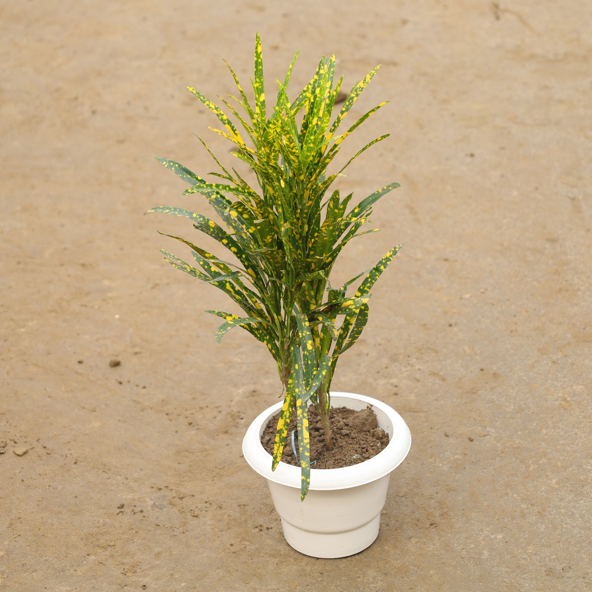 Chironji Croton in 6 Inch White Classy Plastic Pot