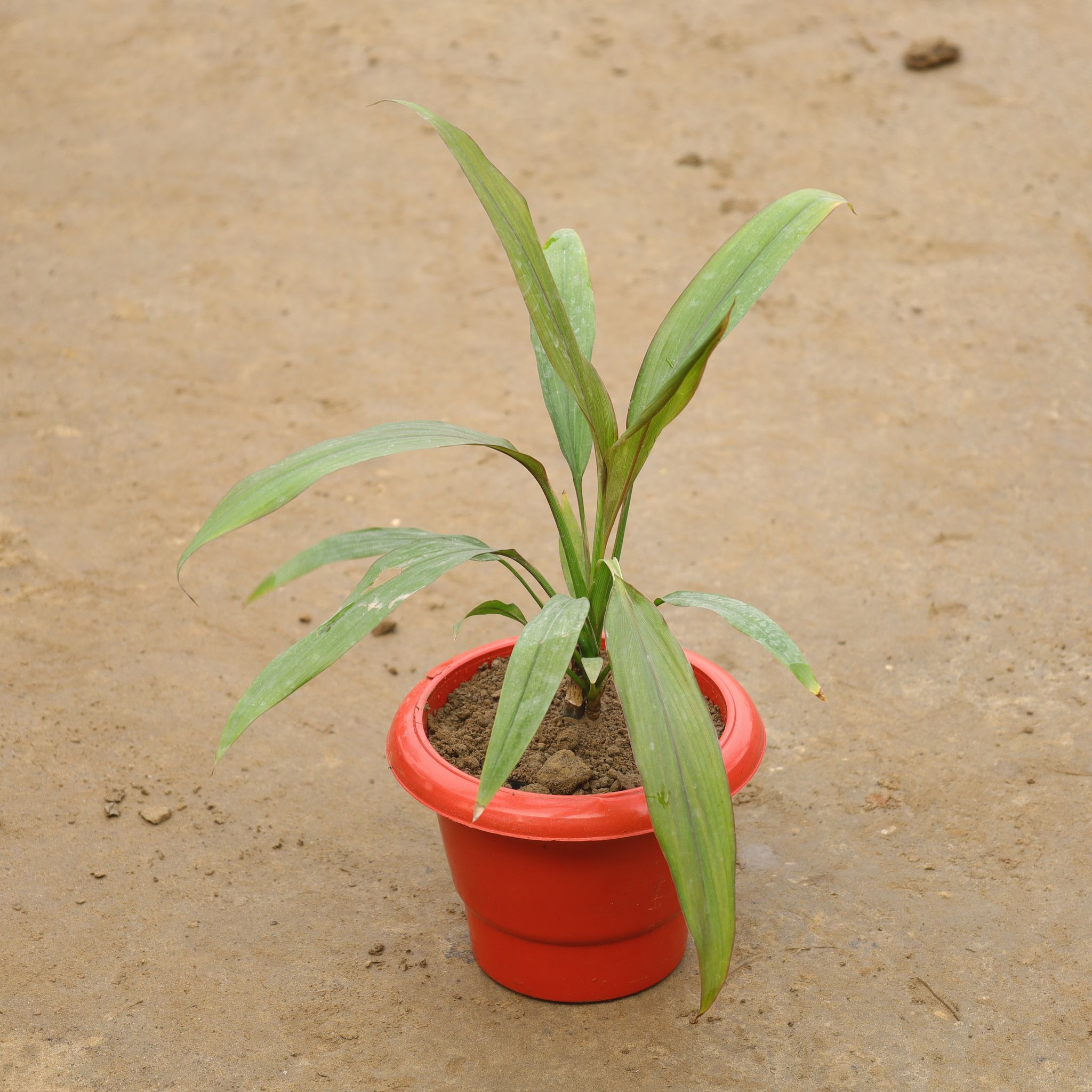 Dracaena Green in 6 Inch Red Classy Plastic Pot