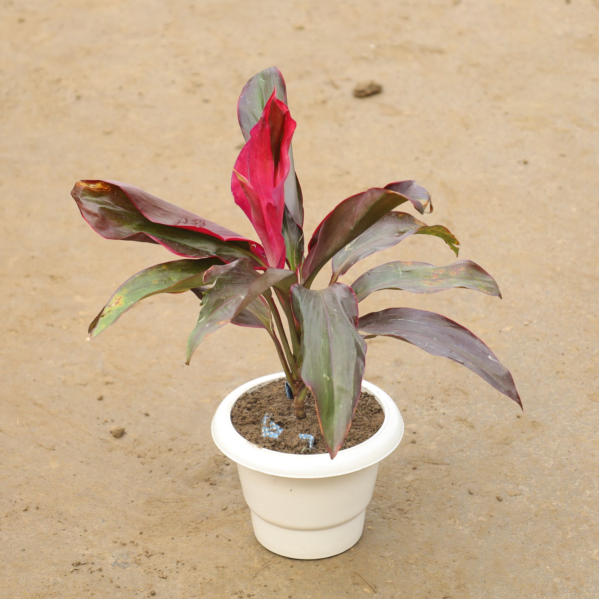 Dracaena Rosea in 8 Inch Nursery Bag