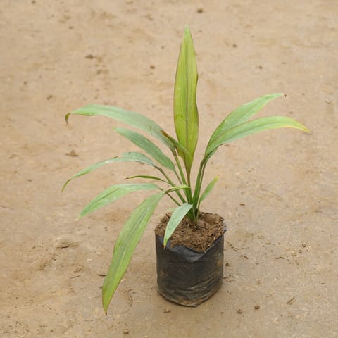 Dracaena Green in 4 Inch Nursery Bag