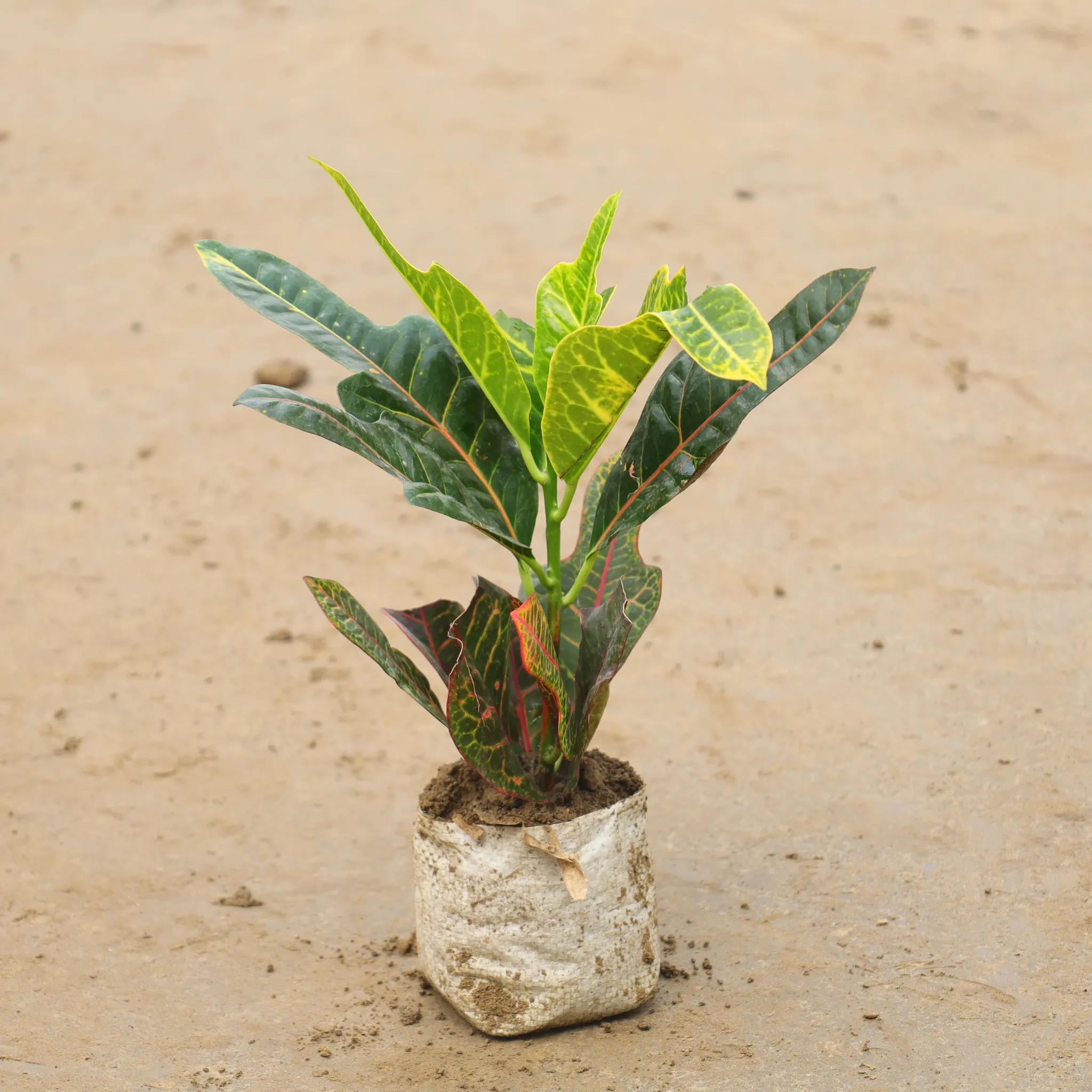 Croton Trishul in 4 Inch Nursery Bag