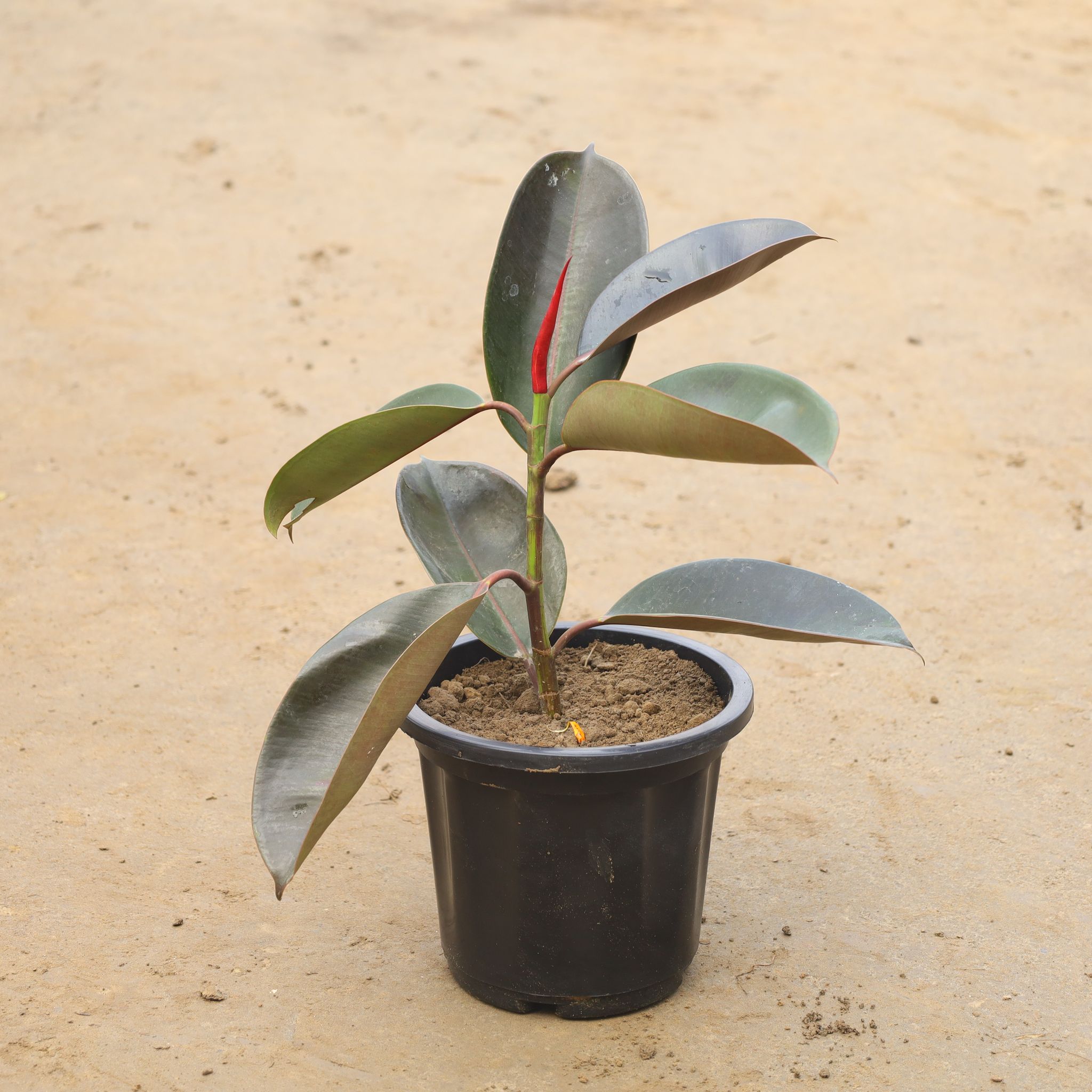 Rubber in 8 Inch Nursery Pot