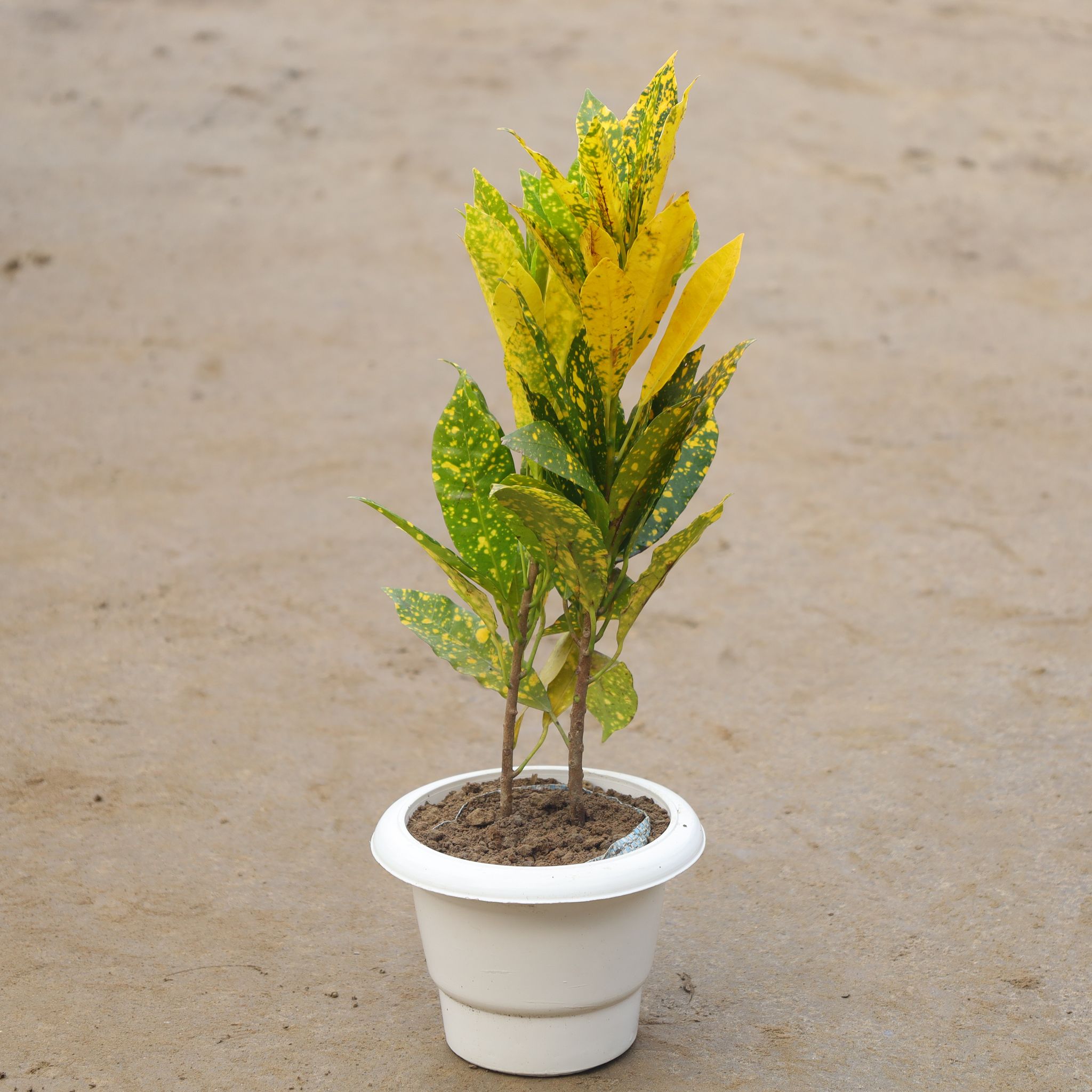 Baby Croton in 6 Inch White Classy Plastic Pot