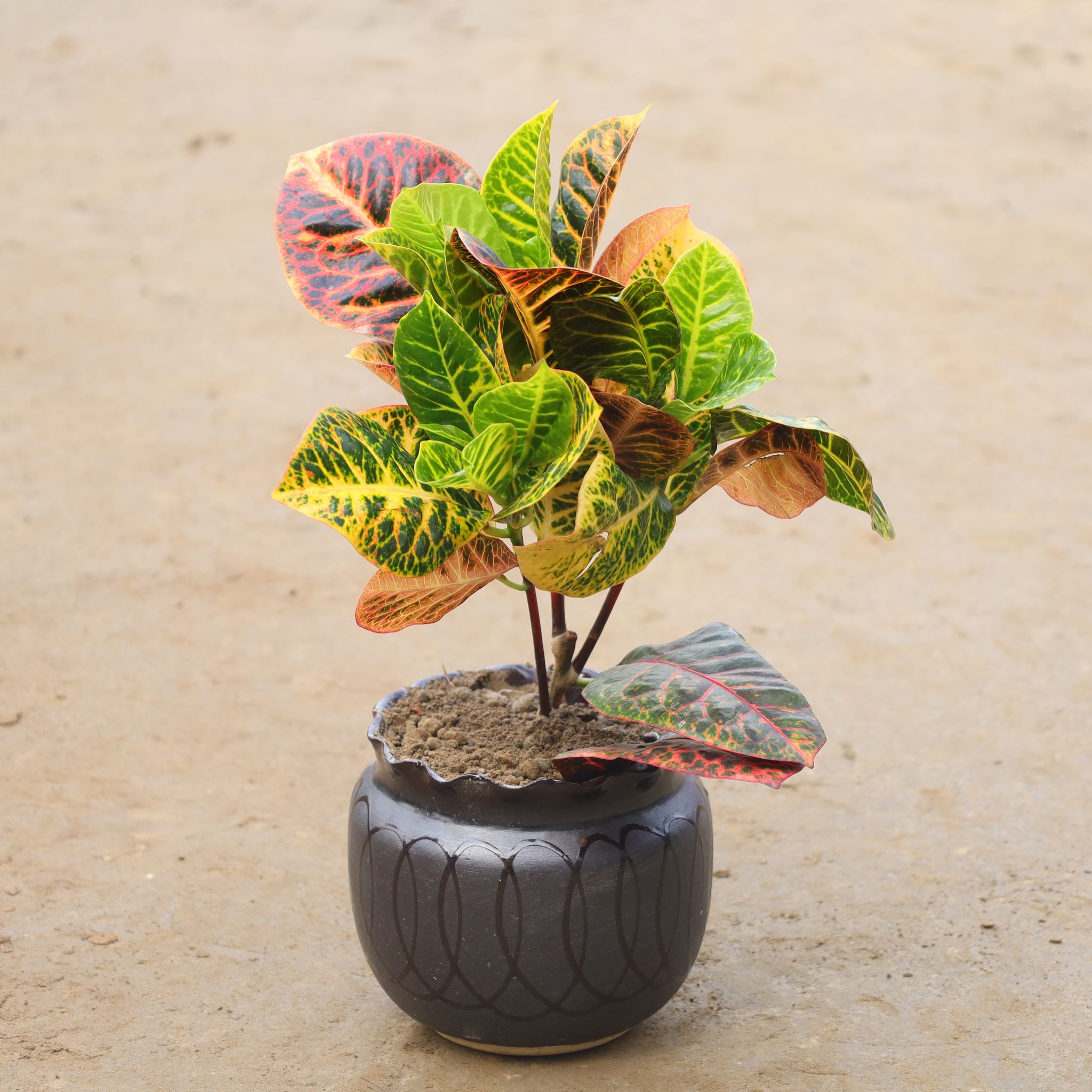 Croton Petra in 10 Inch Round Black Ceramic Pot