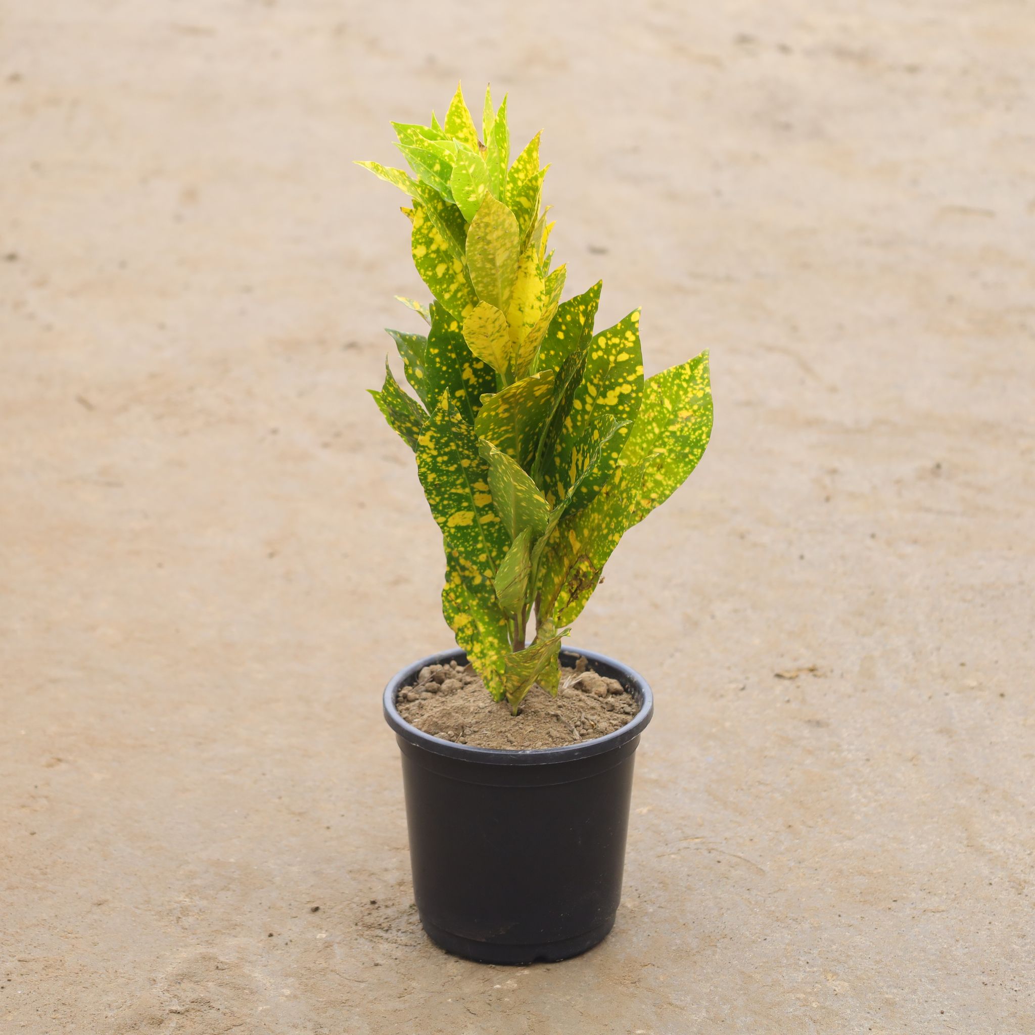 Baby Croton in 6 Inch Nursery Pot