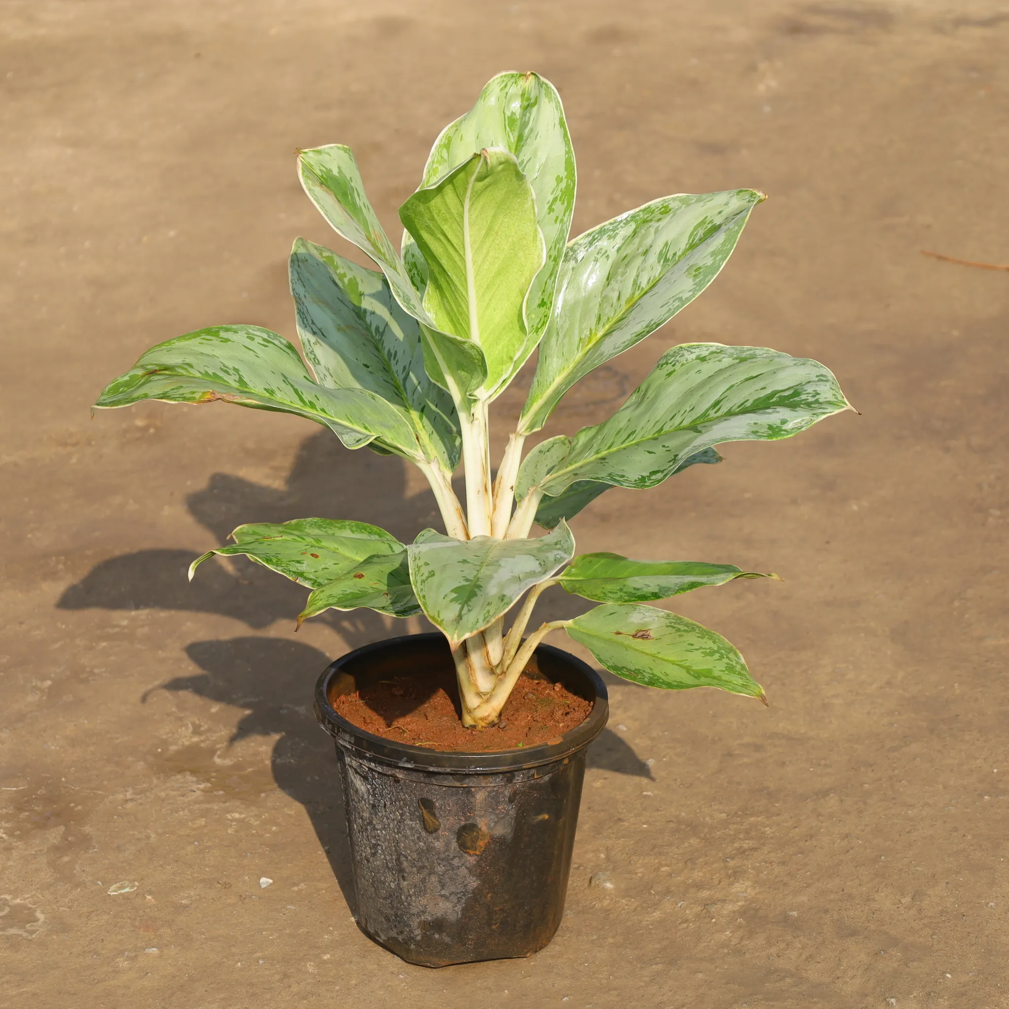 Aglaonema Ice in 8 Inch Nursery Pot