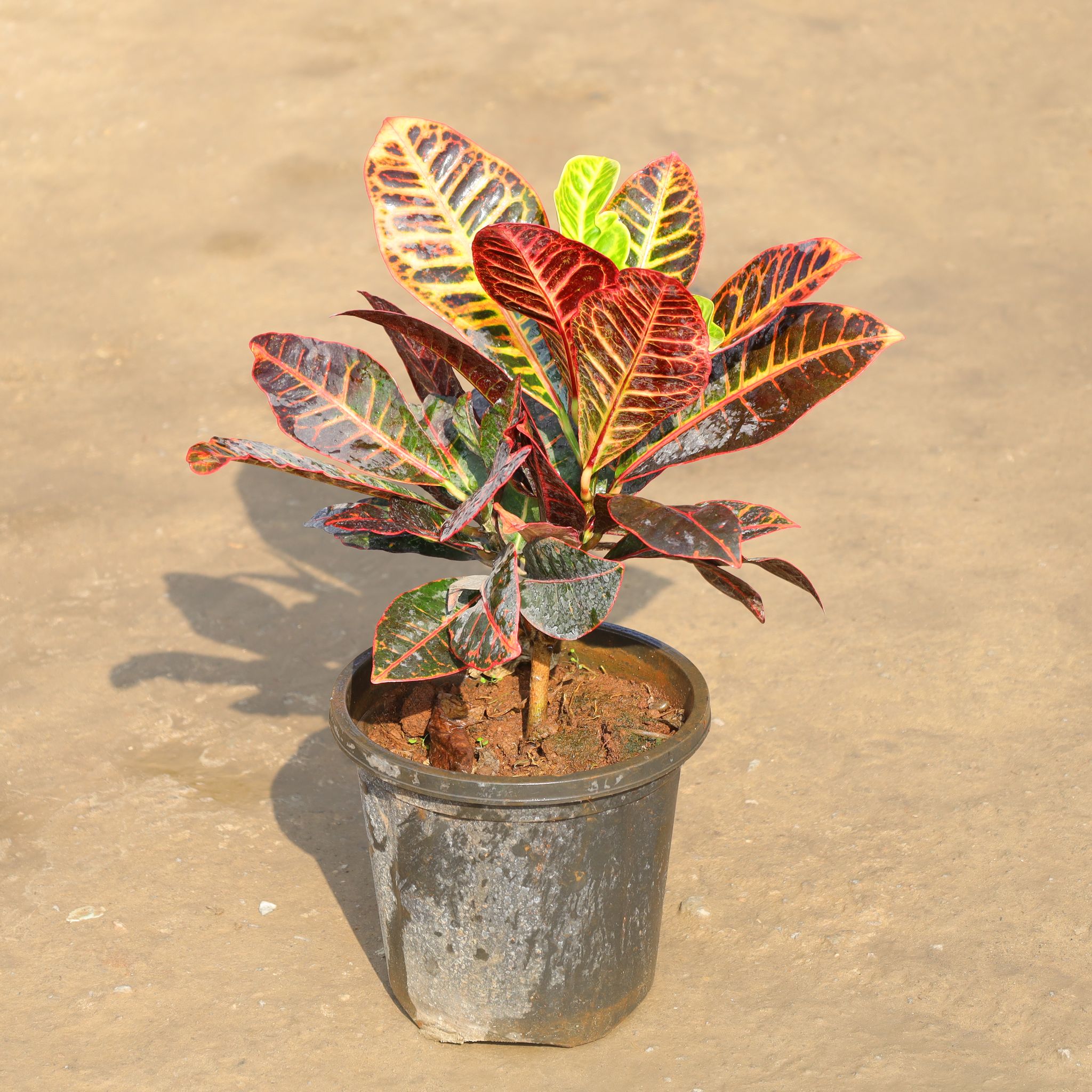 Croton Petra in 6 Inch Nursery Pot