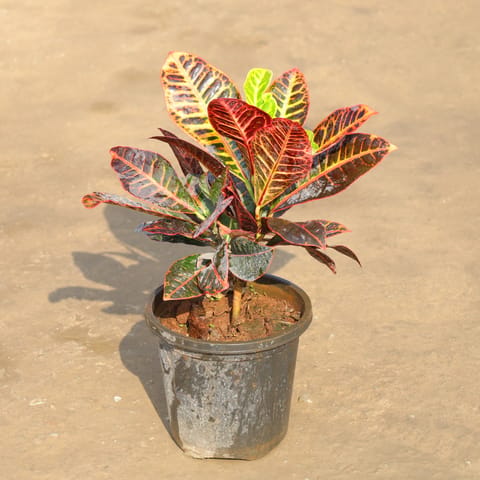 Croton Petra in 6 Inch Nursery Pot