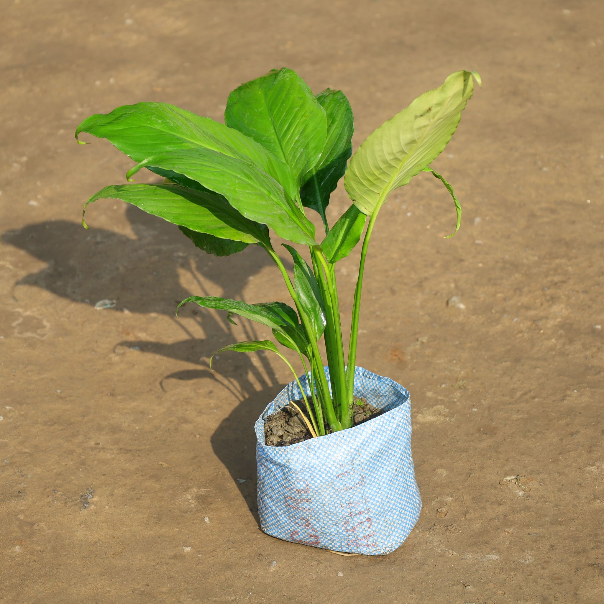 Peace Lily in 8 Inch Nursery Bag