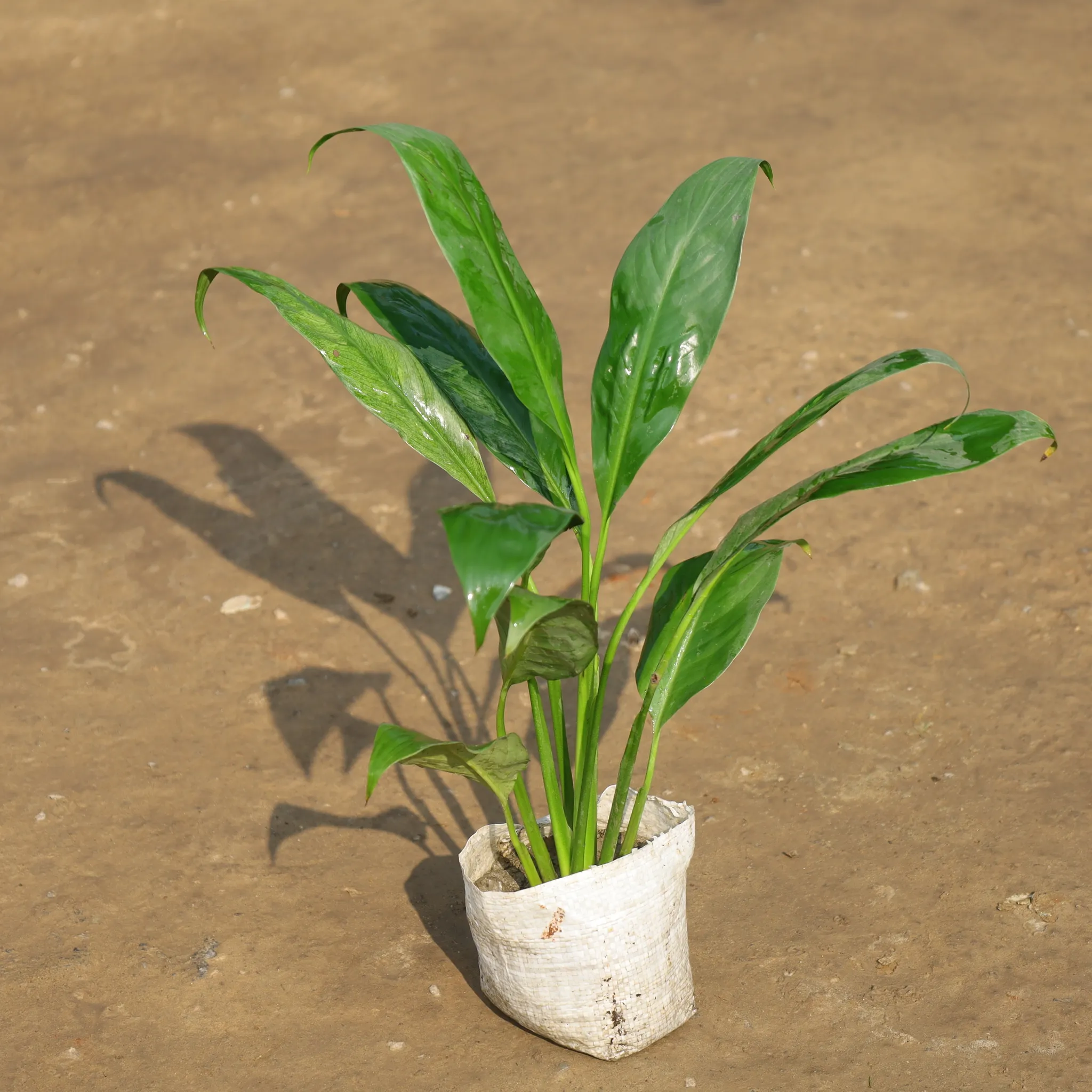 Peace Lily in 4 Inch Nursery Bag