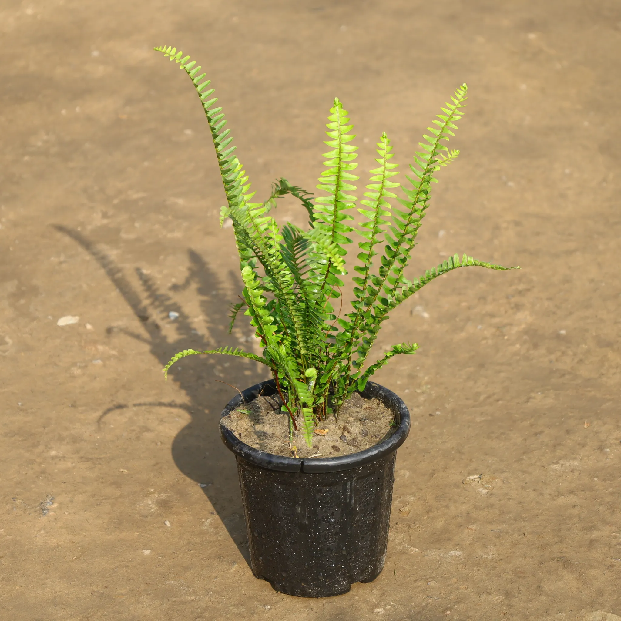 Fern in 6 Inch Nursery Pot