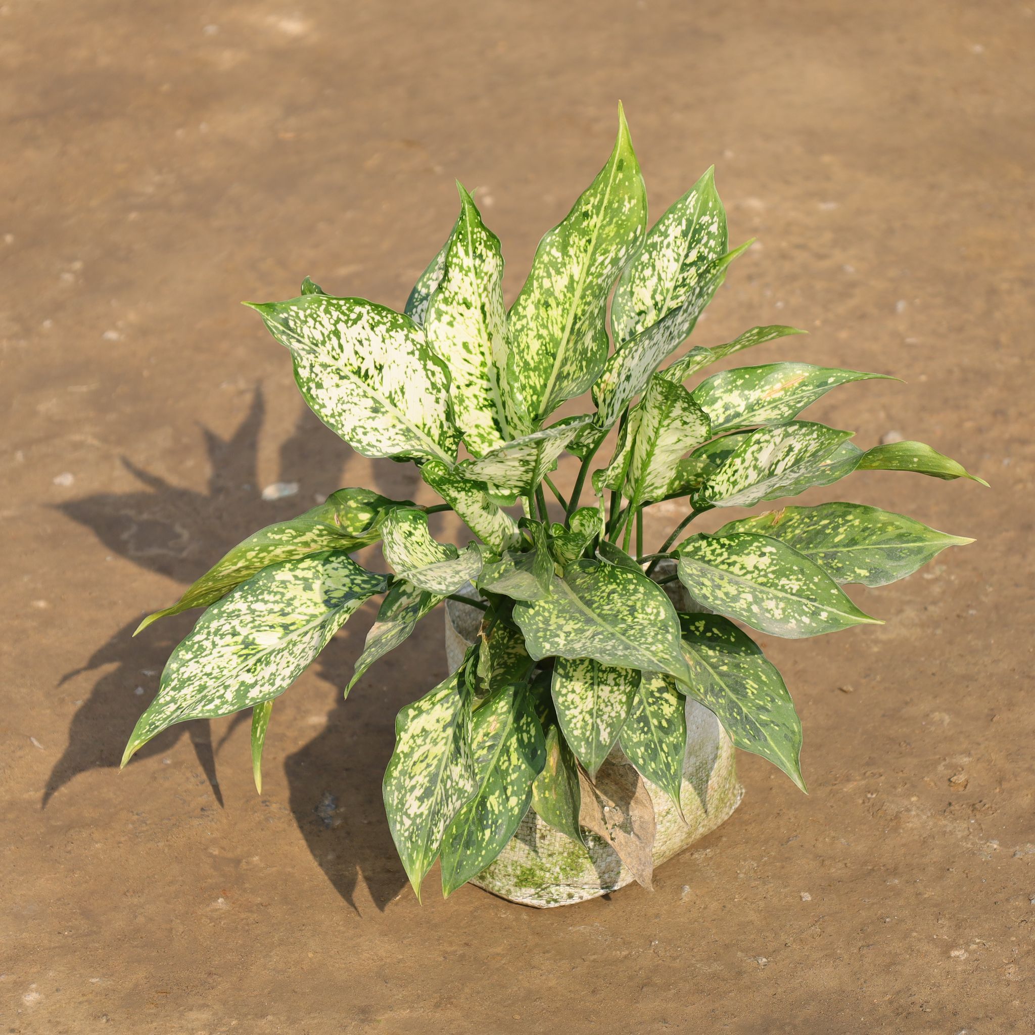 Aglaonema Snow White in 8 Inch Nursery Bag