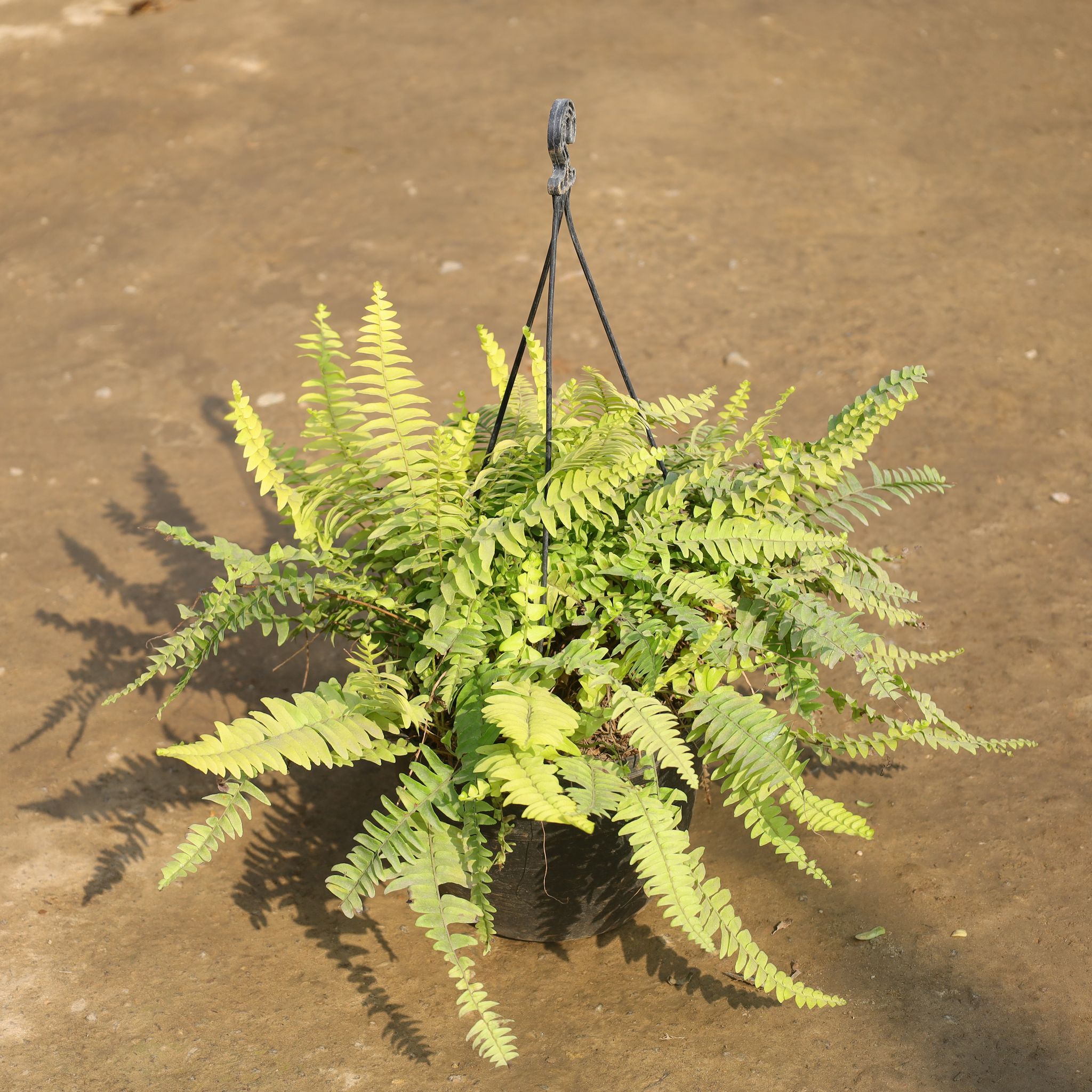 Golden Fern in 8 Inch Hanging Pot (Any Colour)