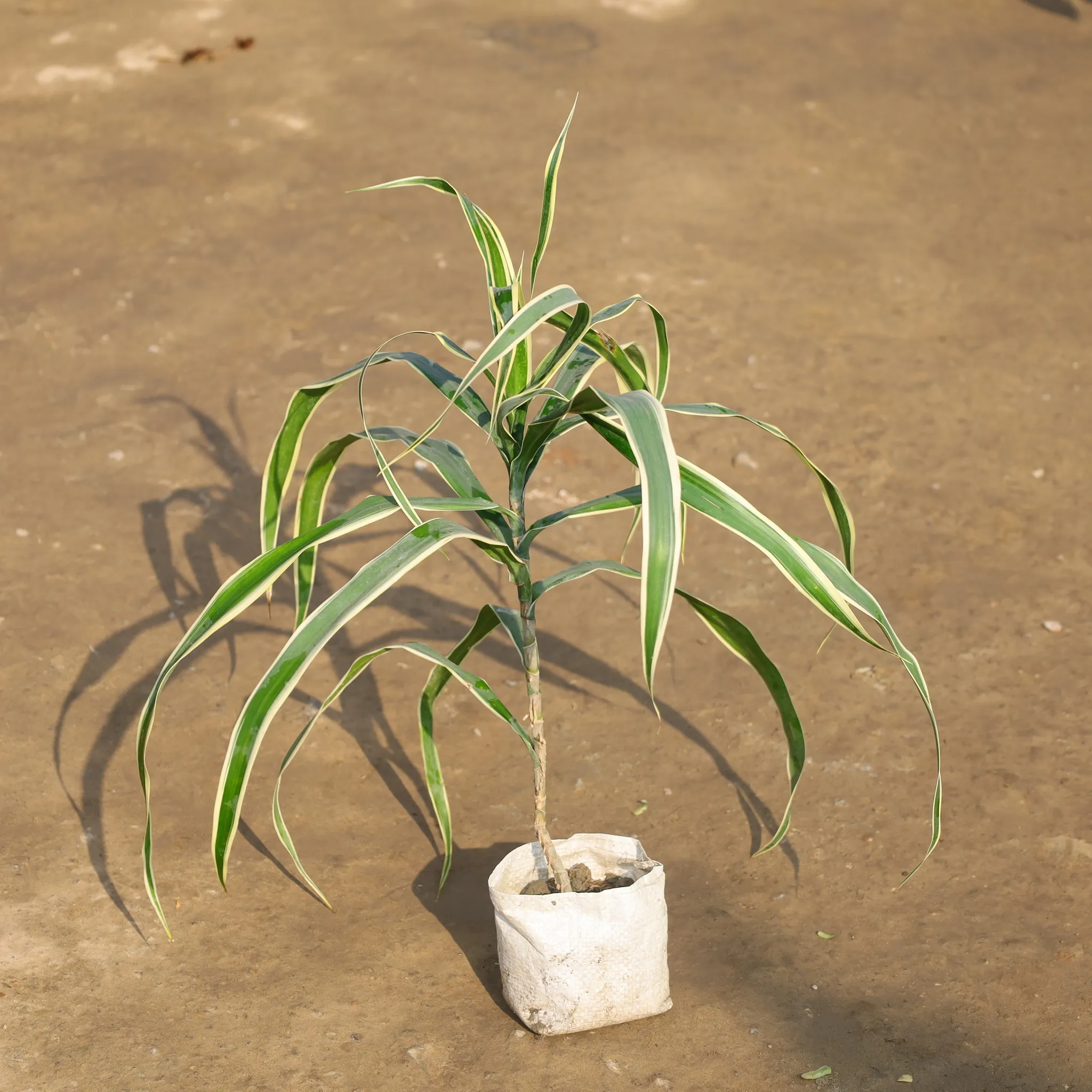 Dracaena Jamaica / Song Of Jamaica in 4 Inch Nursery Bag