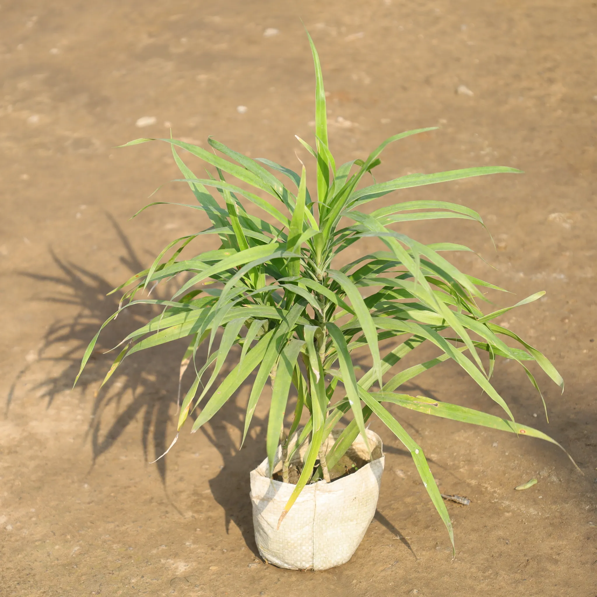 Dracaena Green in 4 Inch Nursery Bag