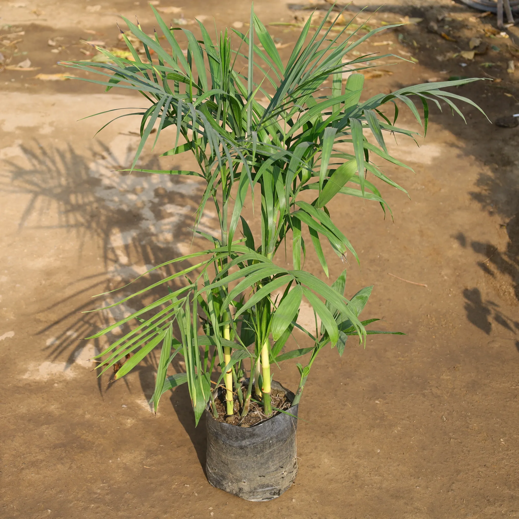 Chikotiya / Sepotia Palm in 10 Inch Nursery Bag