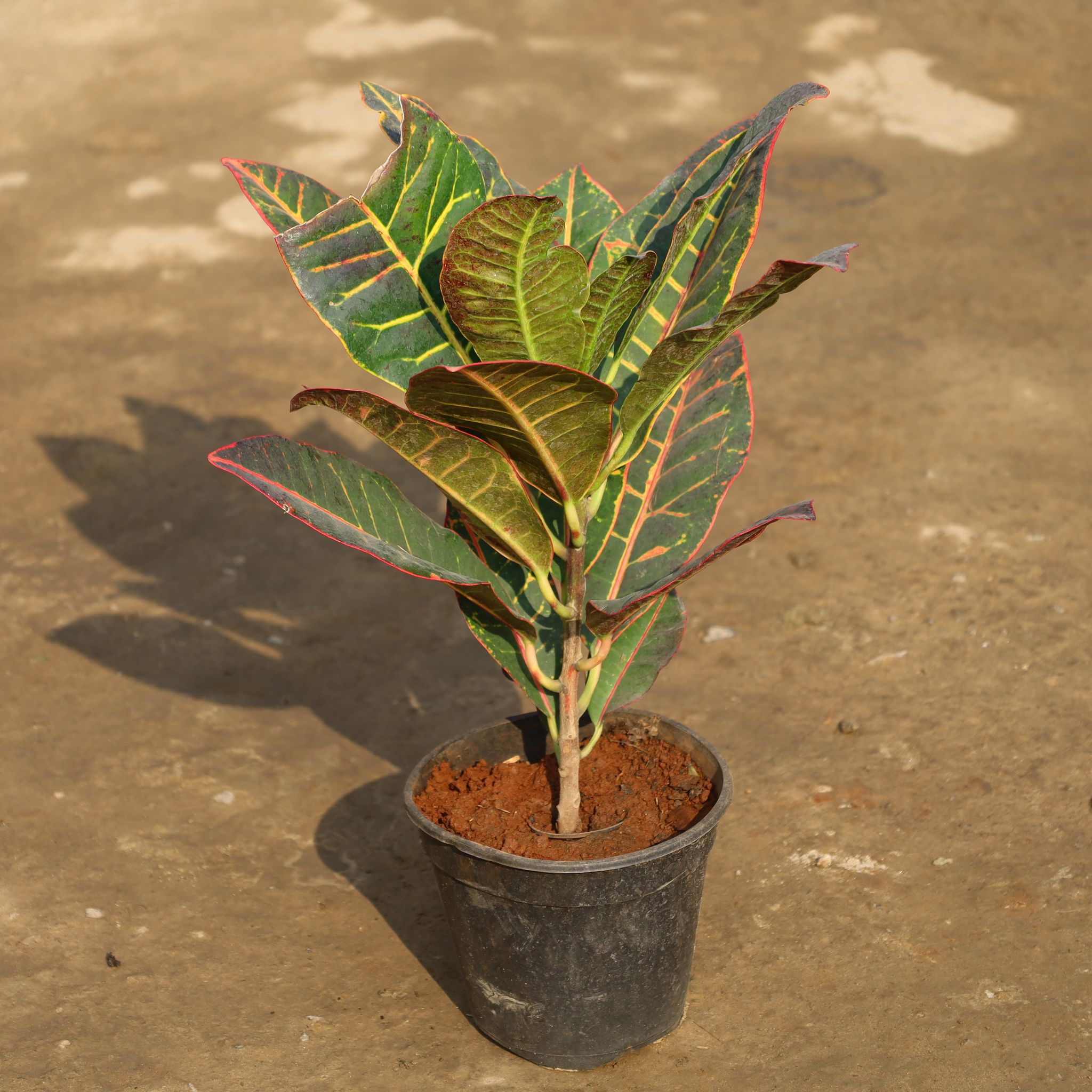 Croton Petra in 6 Inch Nursery Pot