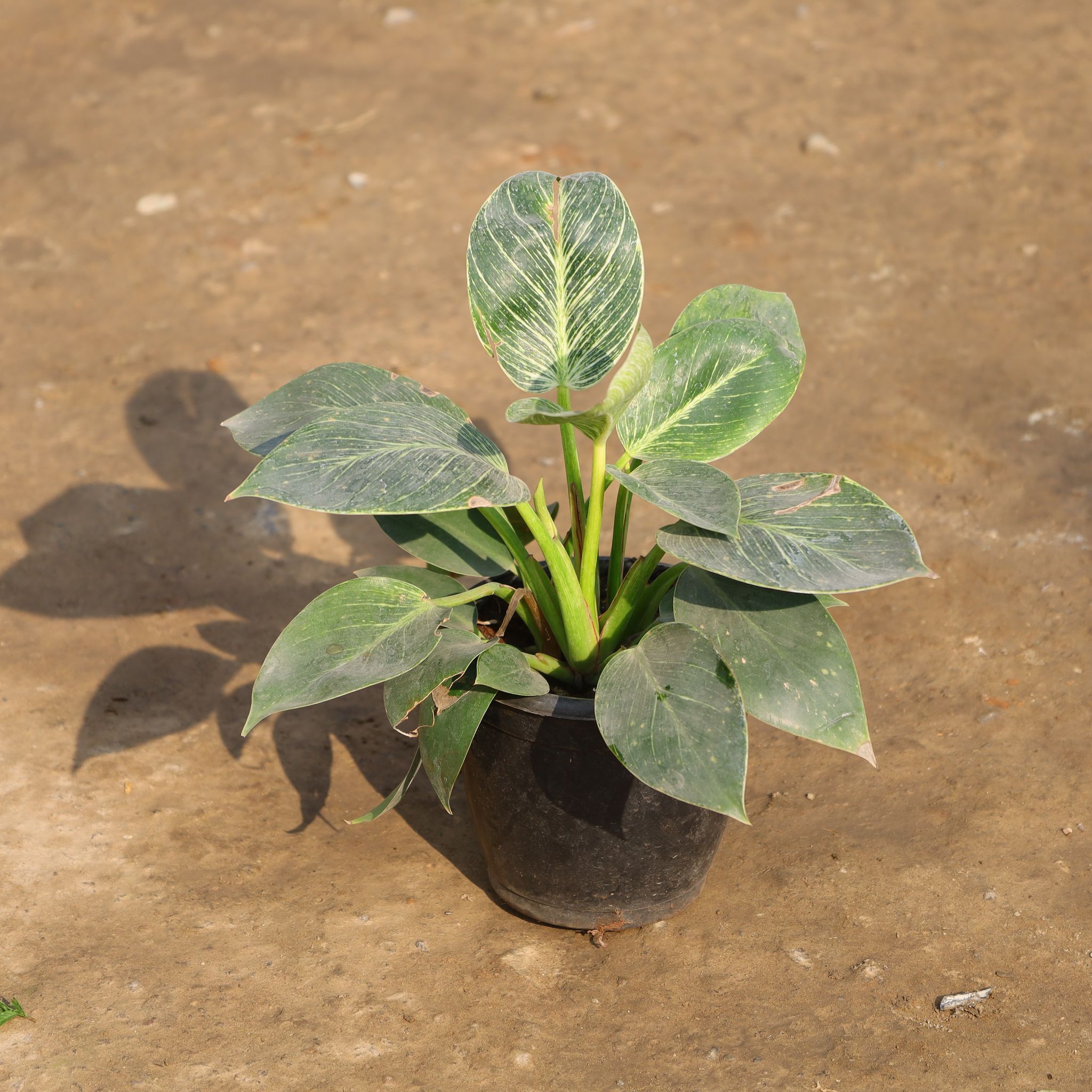 Philodendron Birkin in 6 Inch Nursery Pot