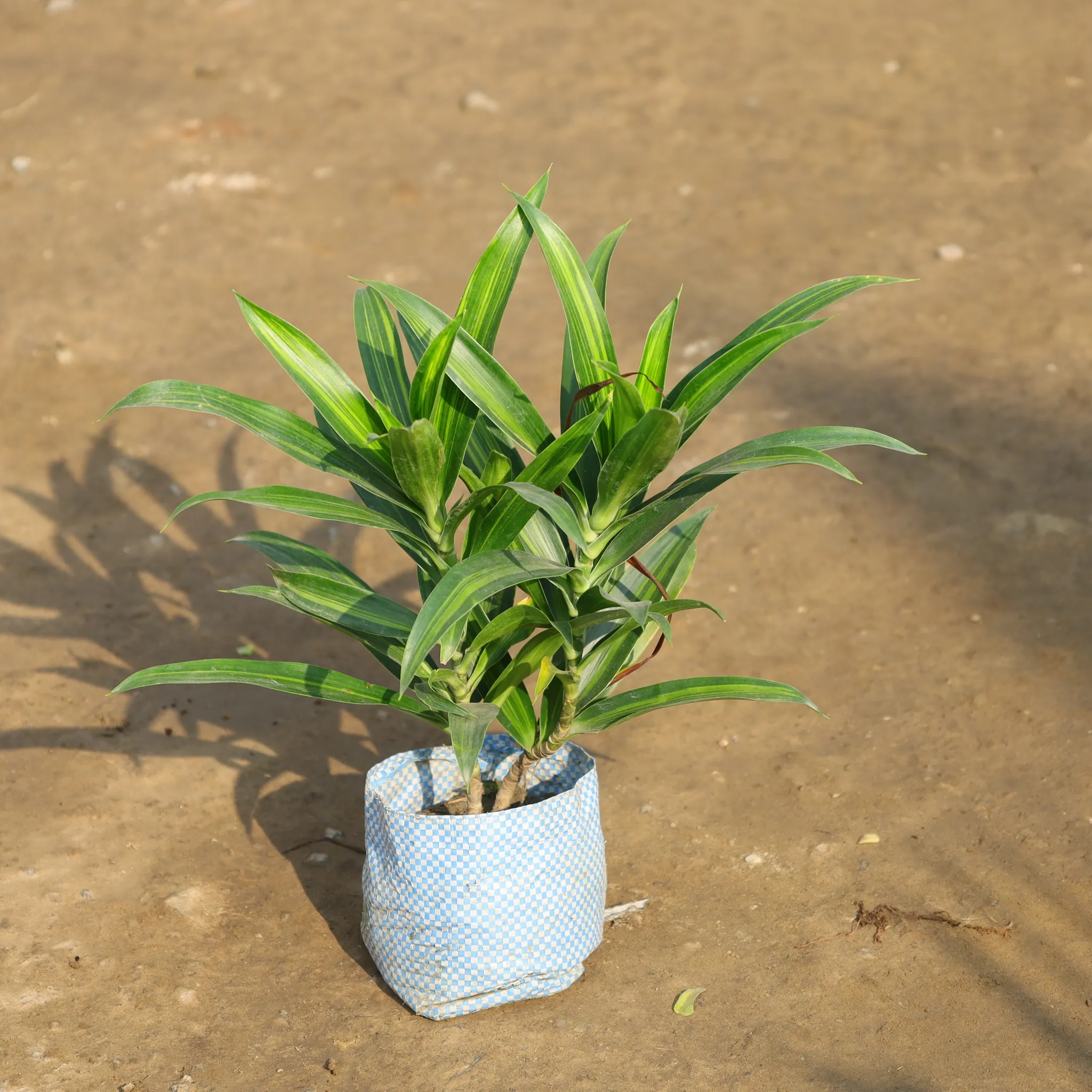 Dracaena Messenger Green in 4 Inch Nursery Bag