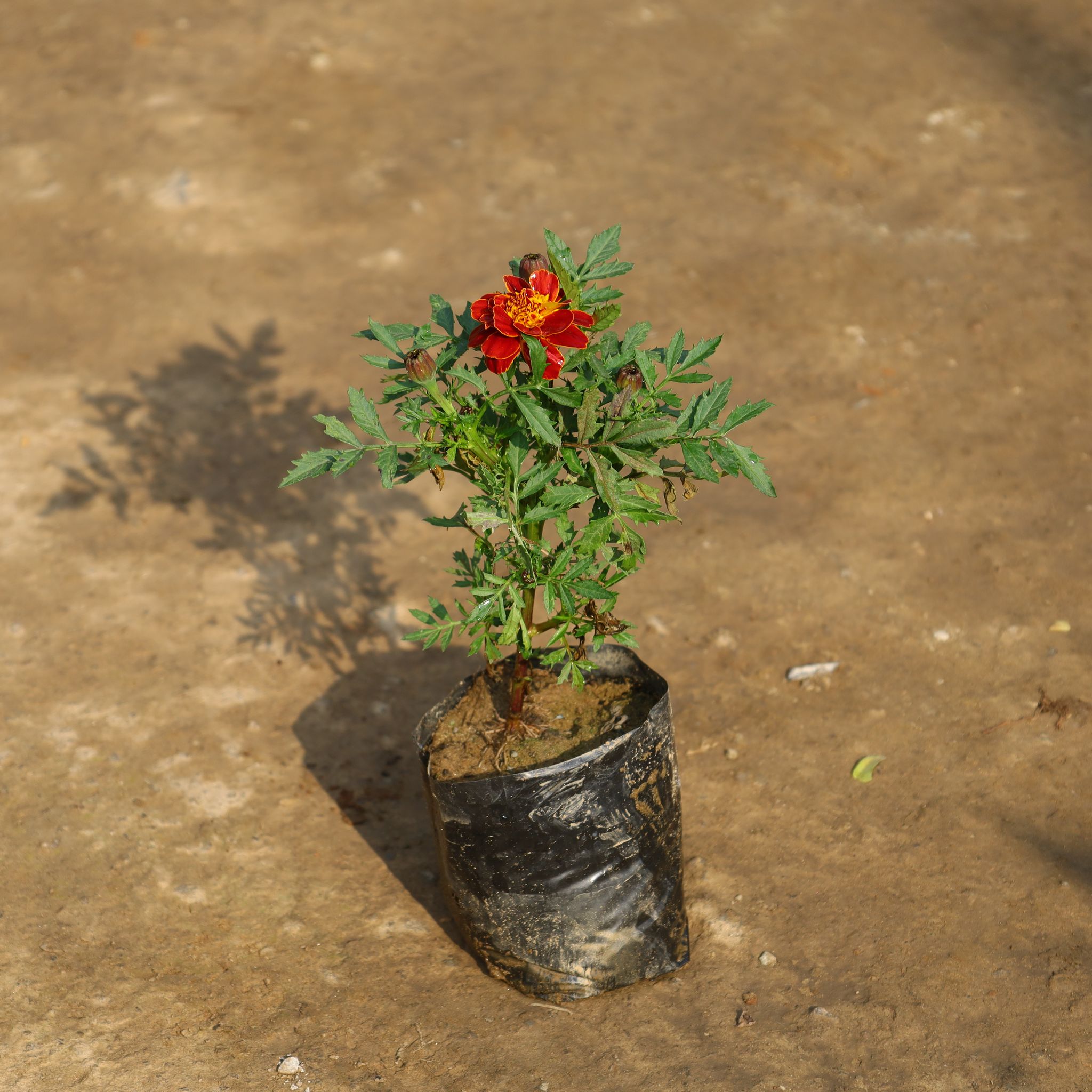 Marigold Jafri in 4 Inch Nursery Bag